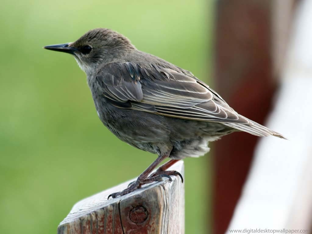 1030x770 Sparrow Wallpaper and Background, Desktop