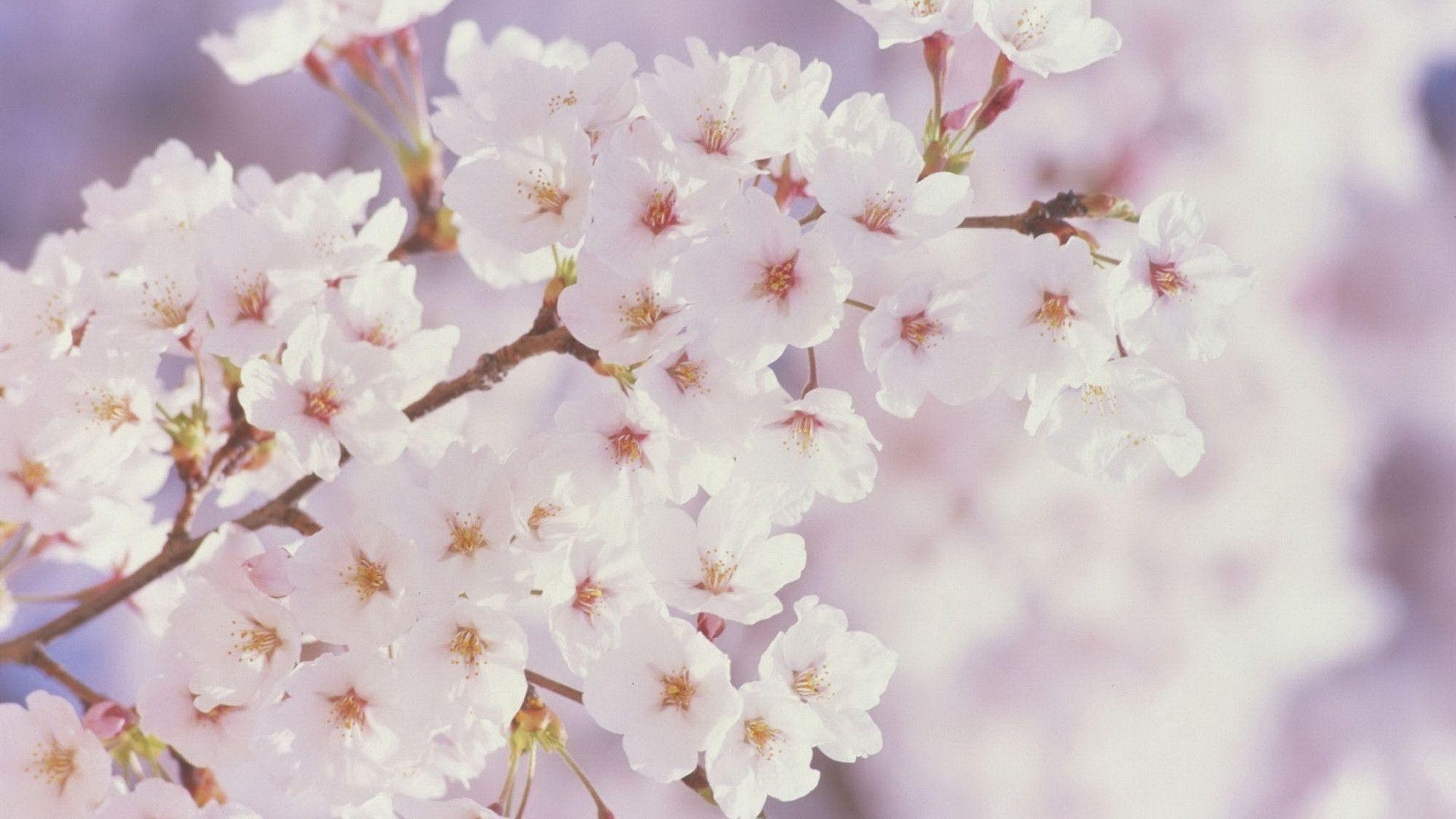 1920x1080 Spring flowers, Desktop