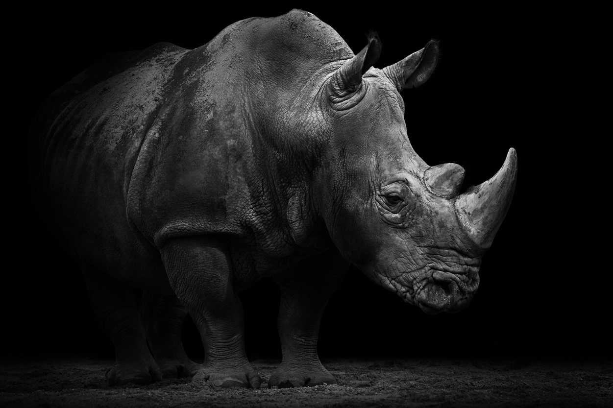 1260x840 Architects Paper Photo wallpaper «Rhino» 470509, Desktop