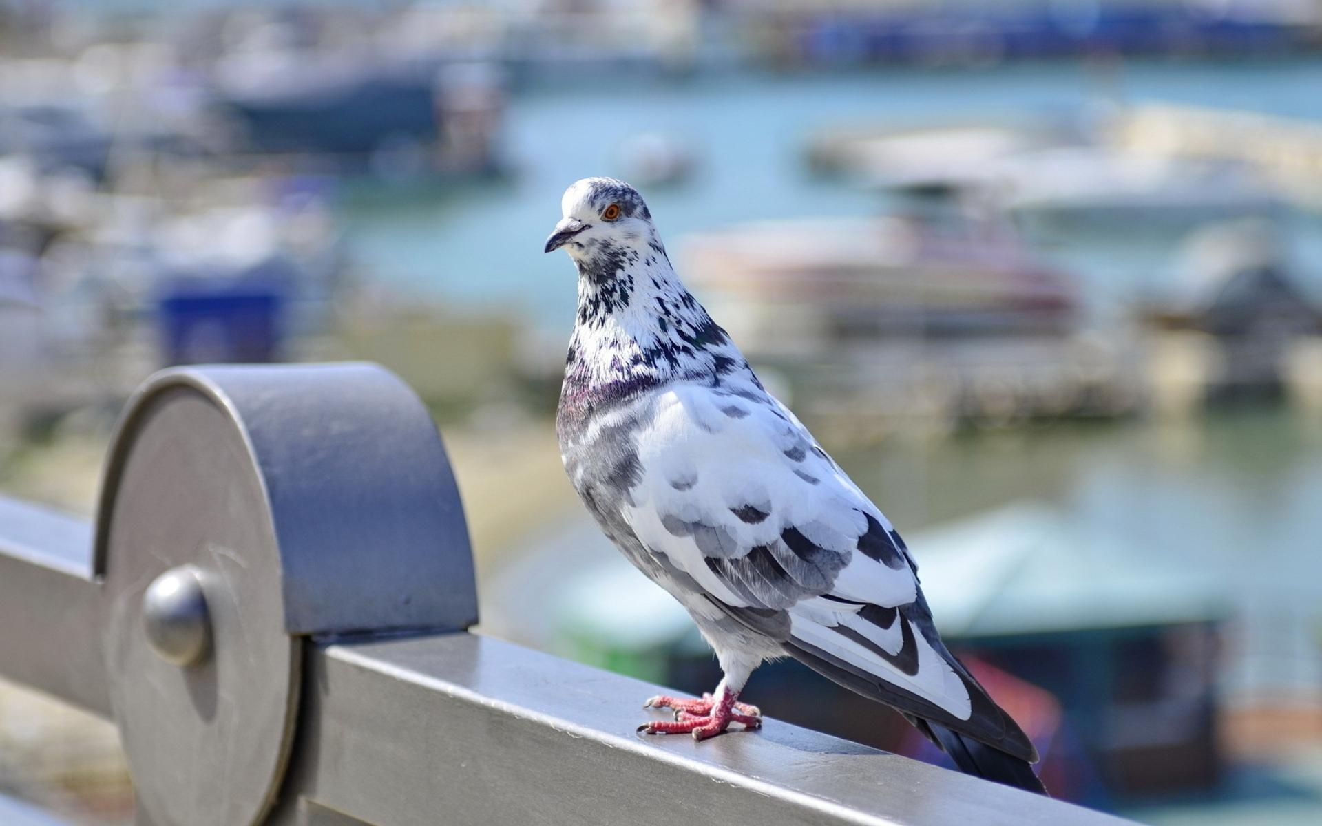 1920x1200 Pigeon HD Wallpaper, Desktop