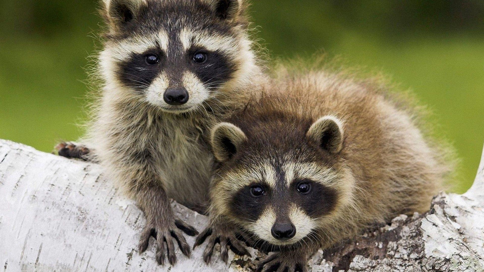 1920x1080 Animals Raccoons Wallpaper, Desktop