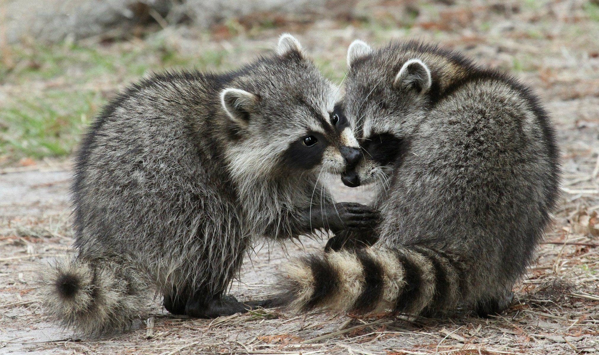 2030x1200 raccoons the pair fluffy HD wallpaper, Desktop