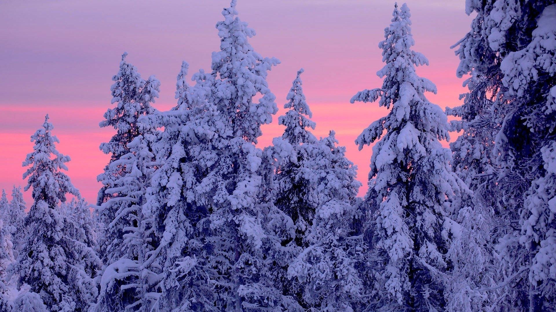 1920x1080 Pink Sunset over Snowy Winter Forest HD Wallpaper. Background, Desktop