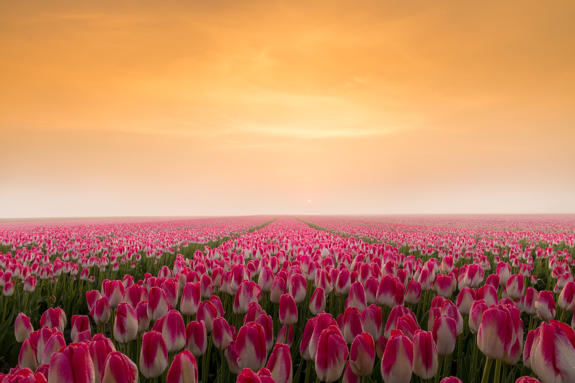 2000x1340 Sunrise in a Tulip Field HD wallpaper, Desktop