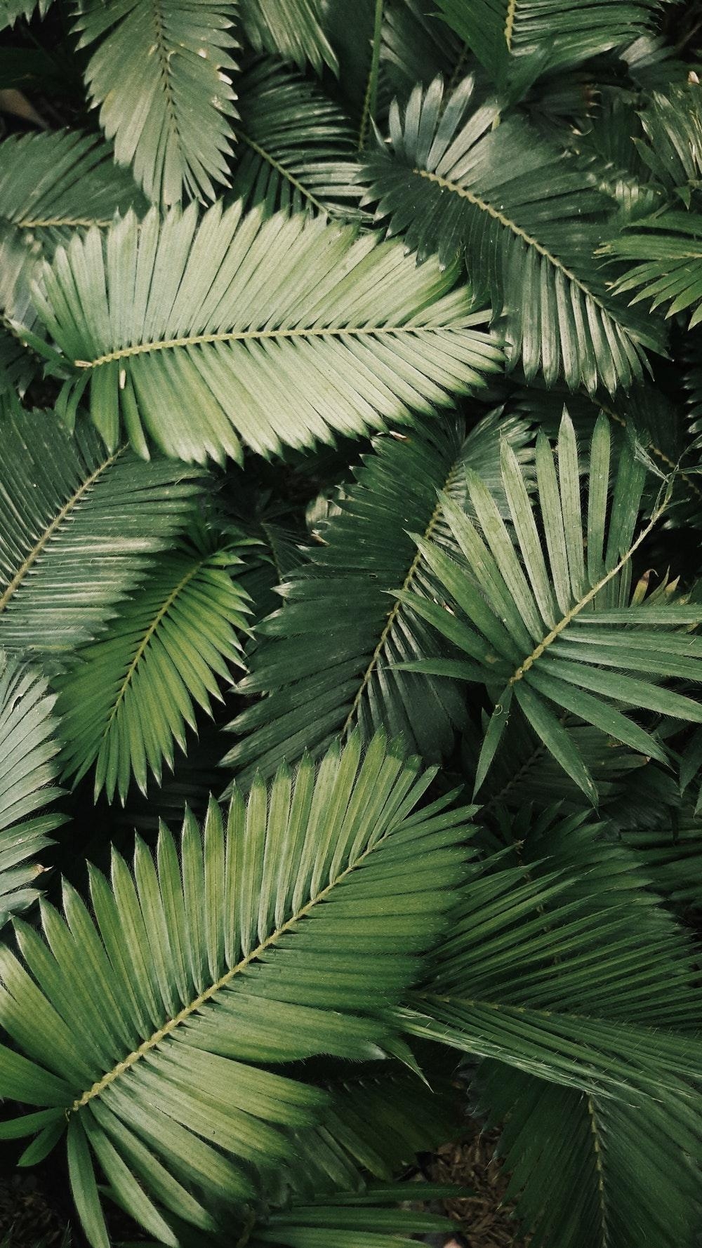 1000x1780 Leaves Picture. Download Free Image, Phone