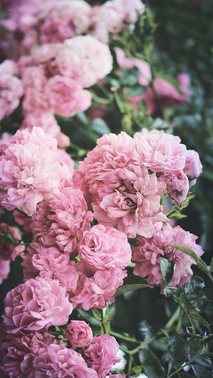 740x1310 Cute Pink Peonies iPhone Wallpaper, Phone