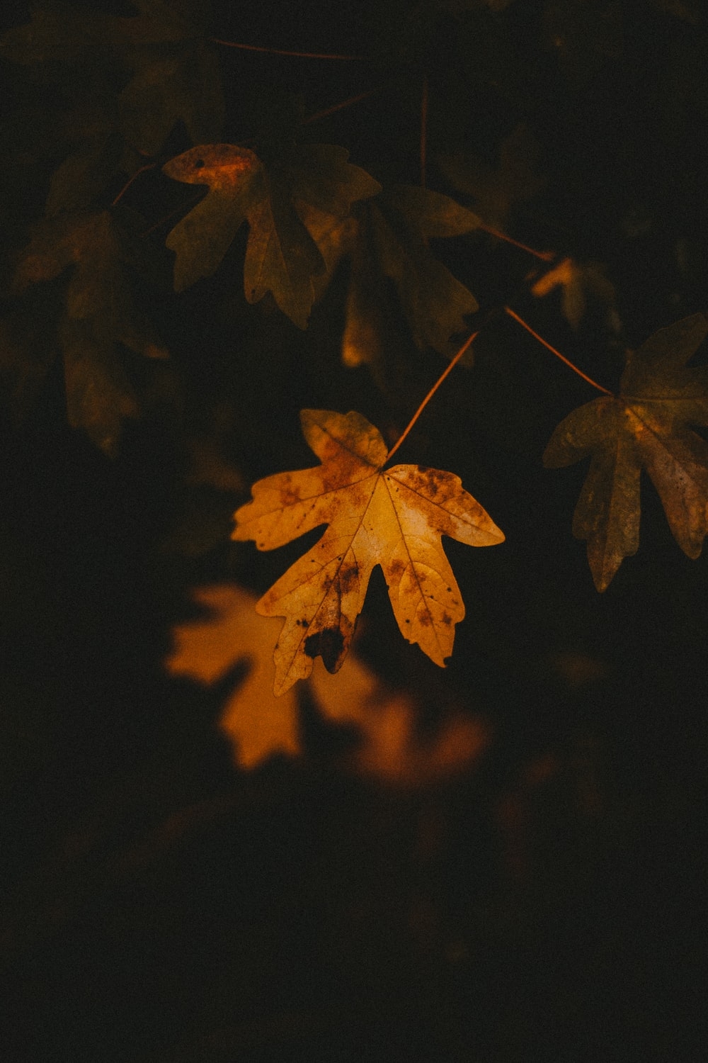 1000x1500 Brown maple leaf in dark room photo, Phone