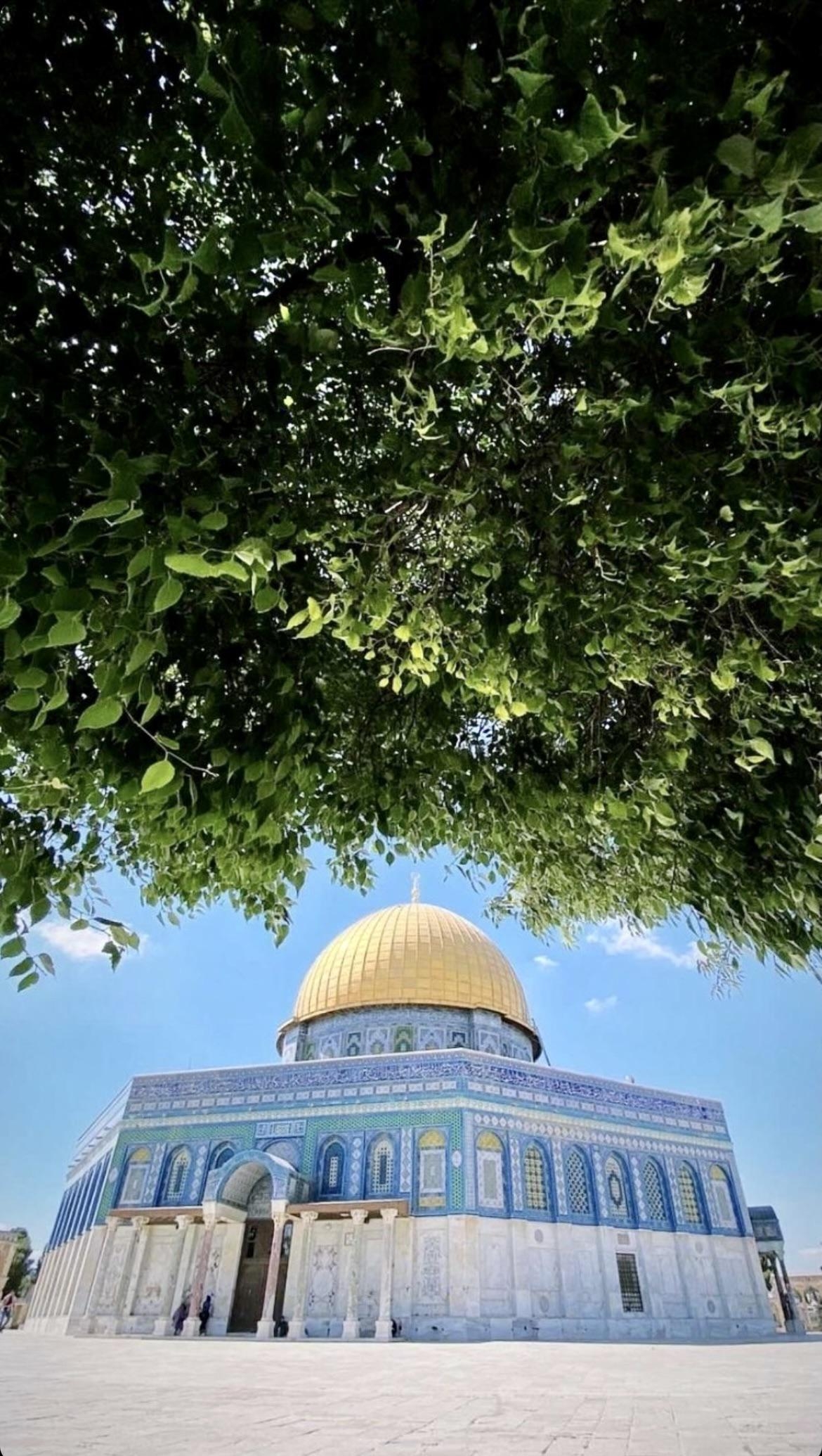 1170x2070 Palestine, Phone