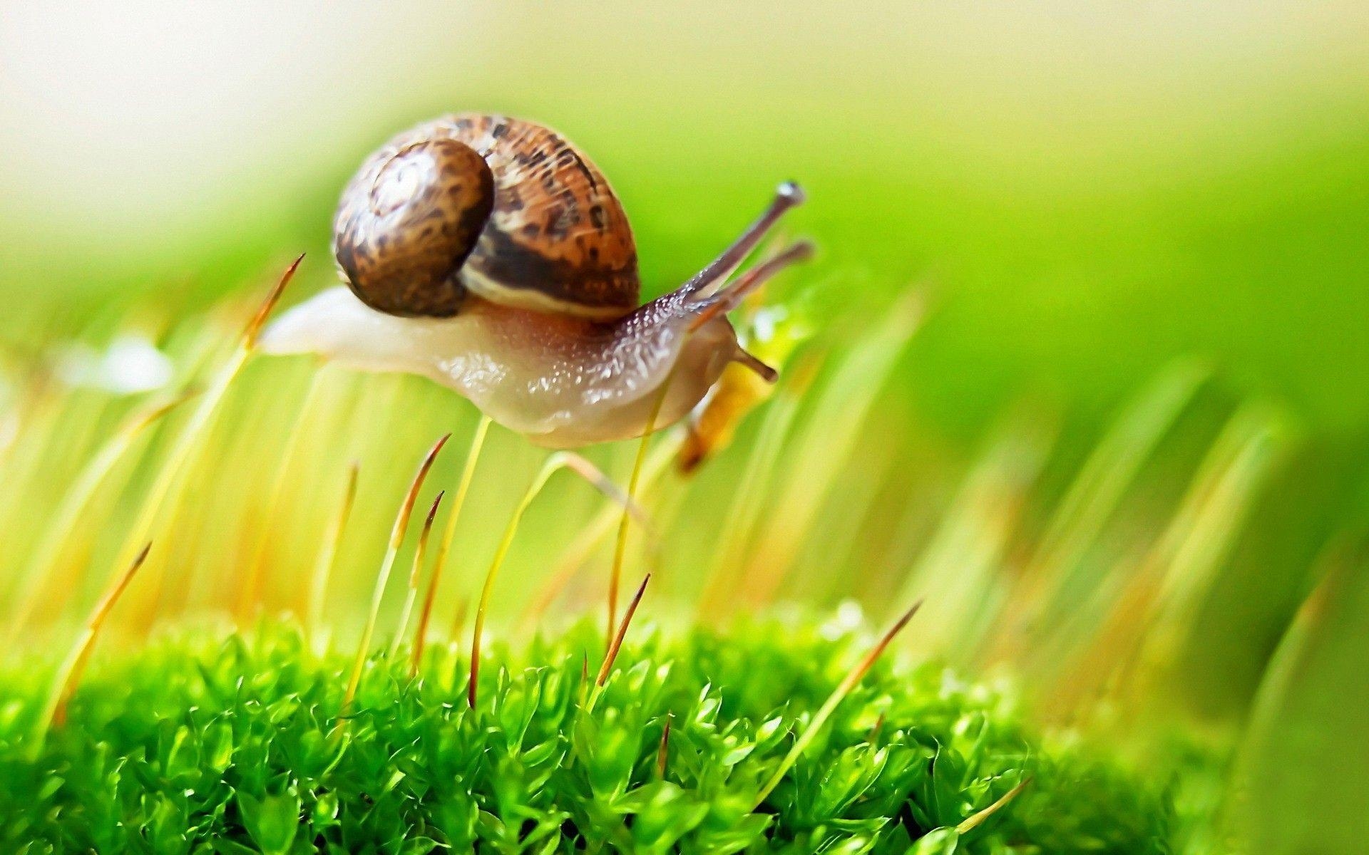 1920x1200 Snail on the grass wallpaper and image, picture, photo, Desktop