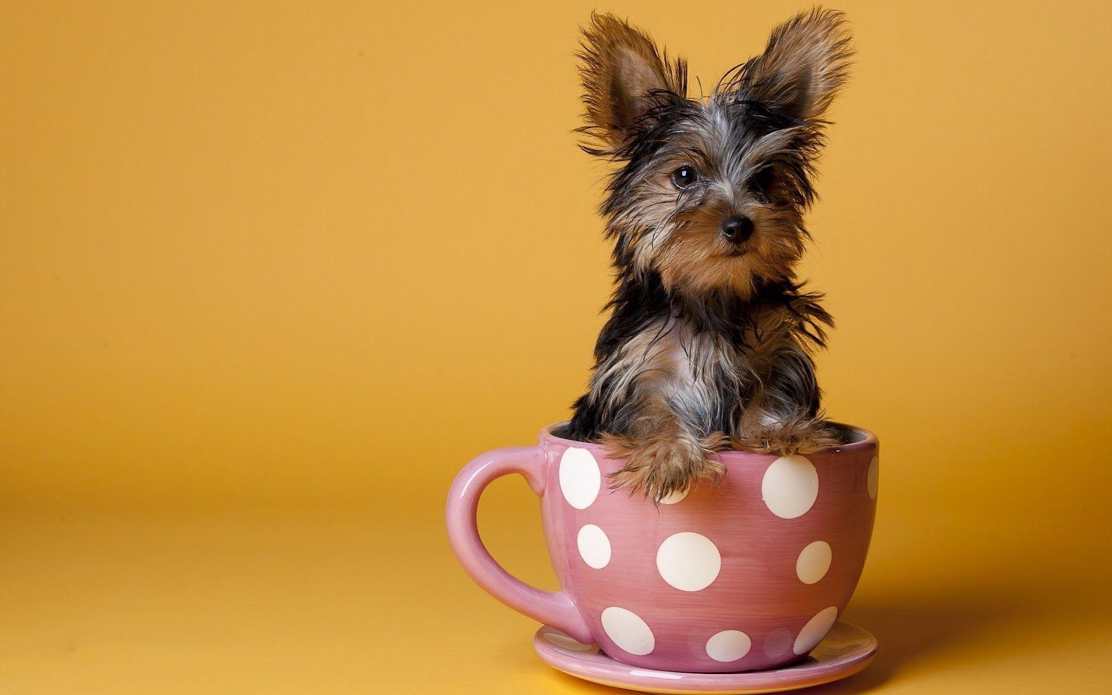 1600x1000 Animal Yorkshire Terrier Image 07. hdwallpaper, Desktop