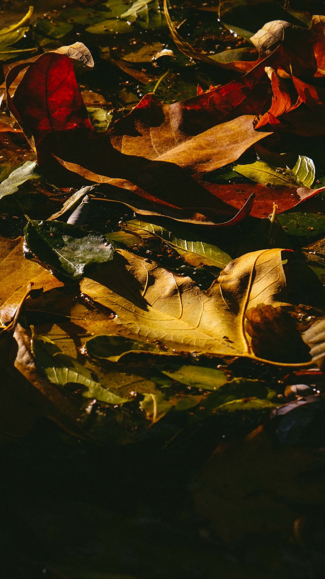 1350x2400 Download wallpaper  leaves, fallen, wet, dark, autumn iphone 8+/7+/6s+/for parallax HD background, Phone