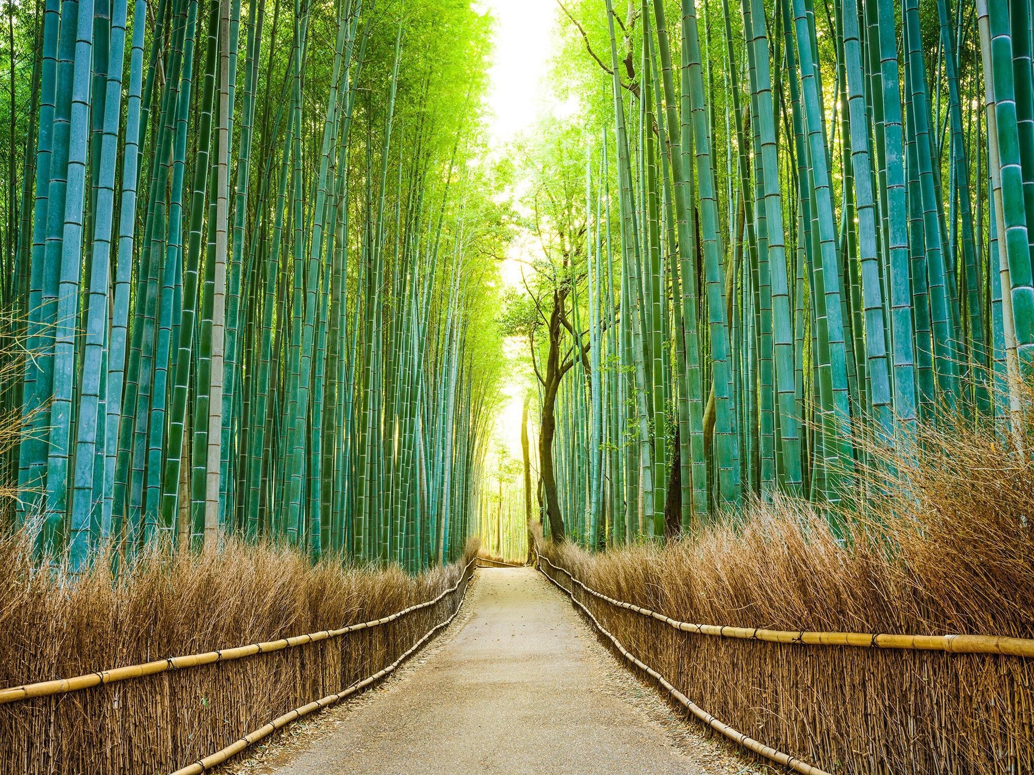 2050x1540 Arashiyama Wallpaper Free Arashiyama Background, Desktop