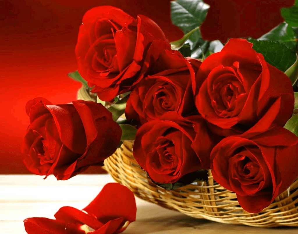 1030x810 Red Rose Image Wallpaper Pics for Girlfriend / Wife, Desktop