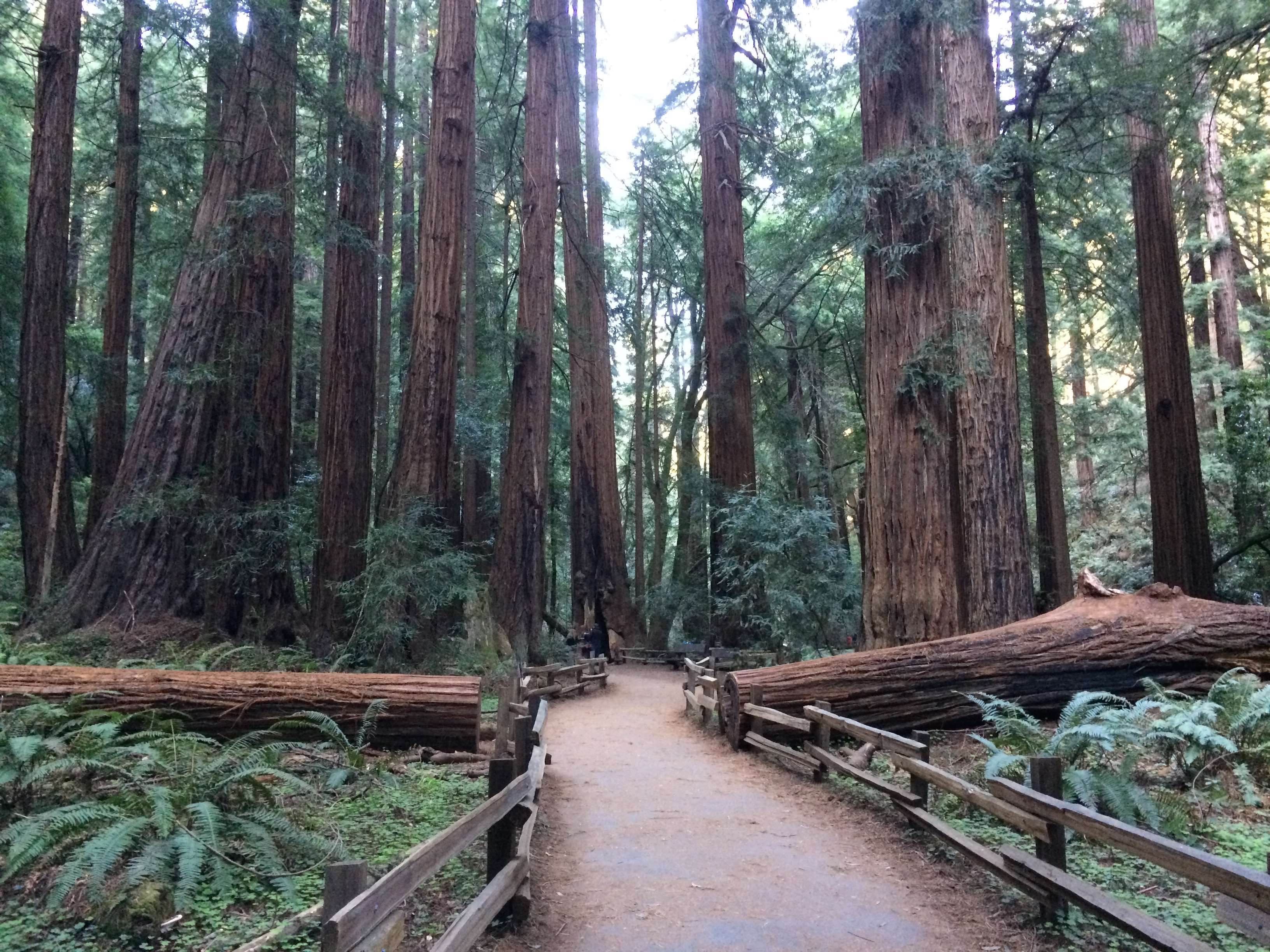 3270x2450 brown, forest, muir woods, national park, nature, park, tree, woods, Desktop