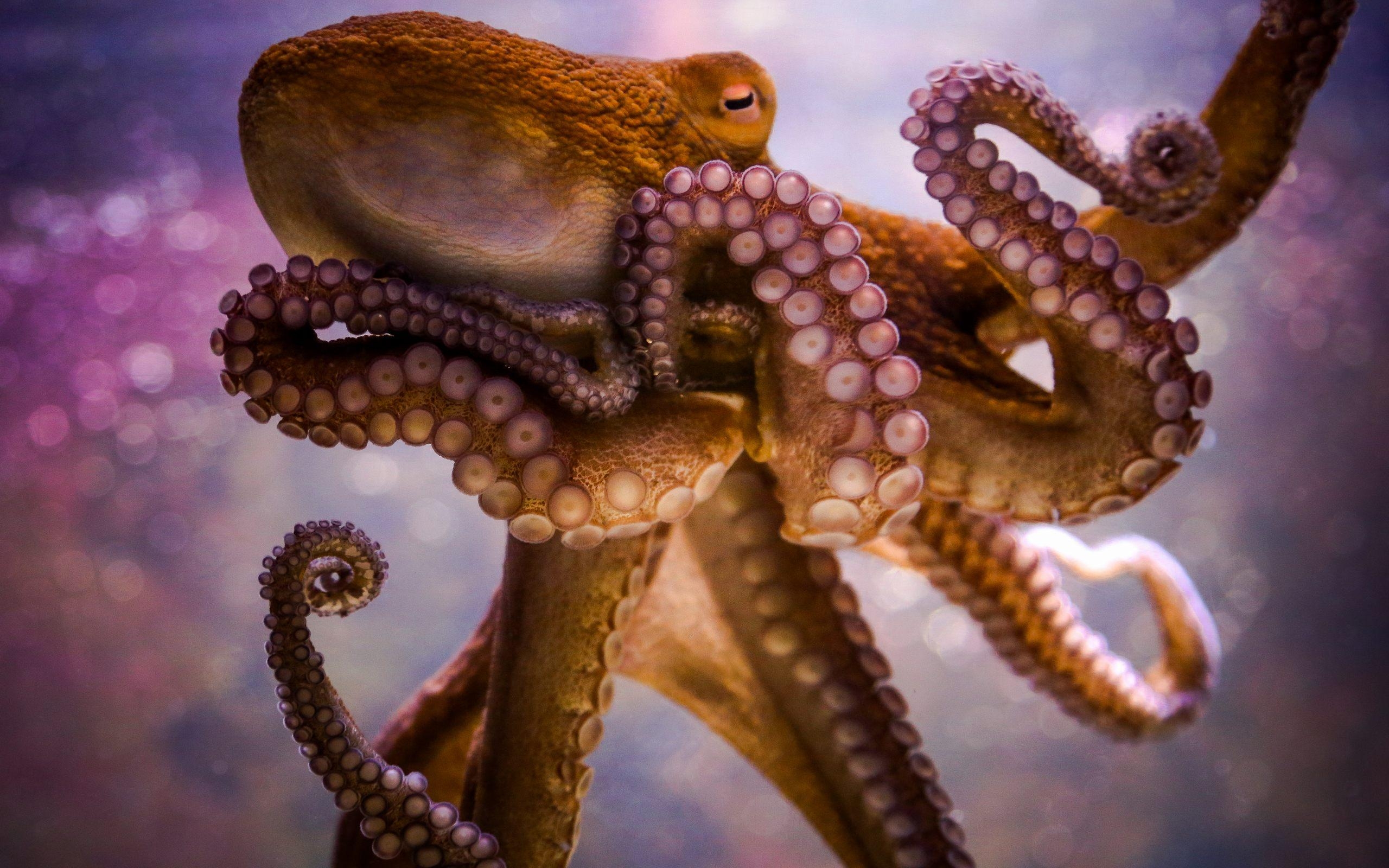 2560x1600 octopus tentacles wallpaper HD octopus tentacles, Desktop