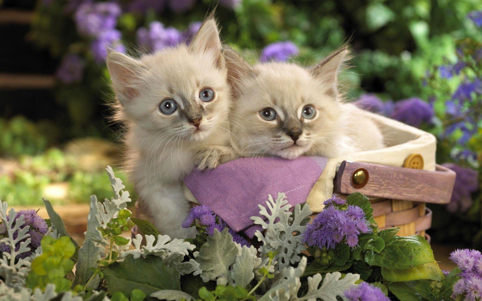 1600x1000 Lovely Wallpaper: Cute Animals Wallpaper 2012, Desktop