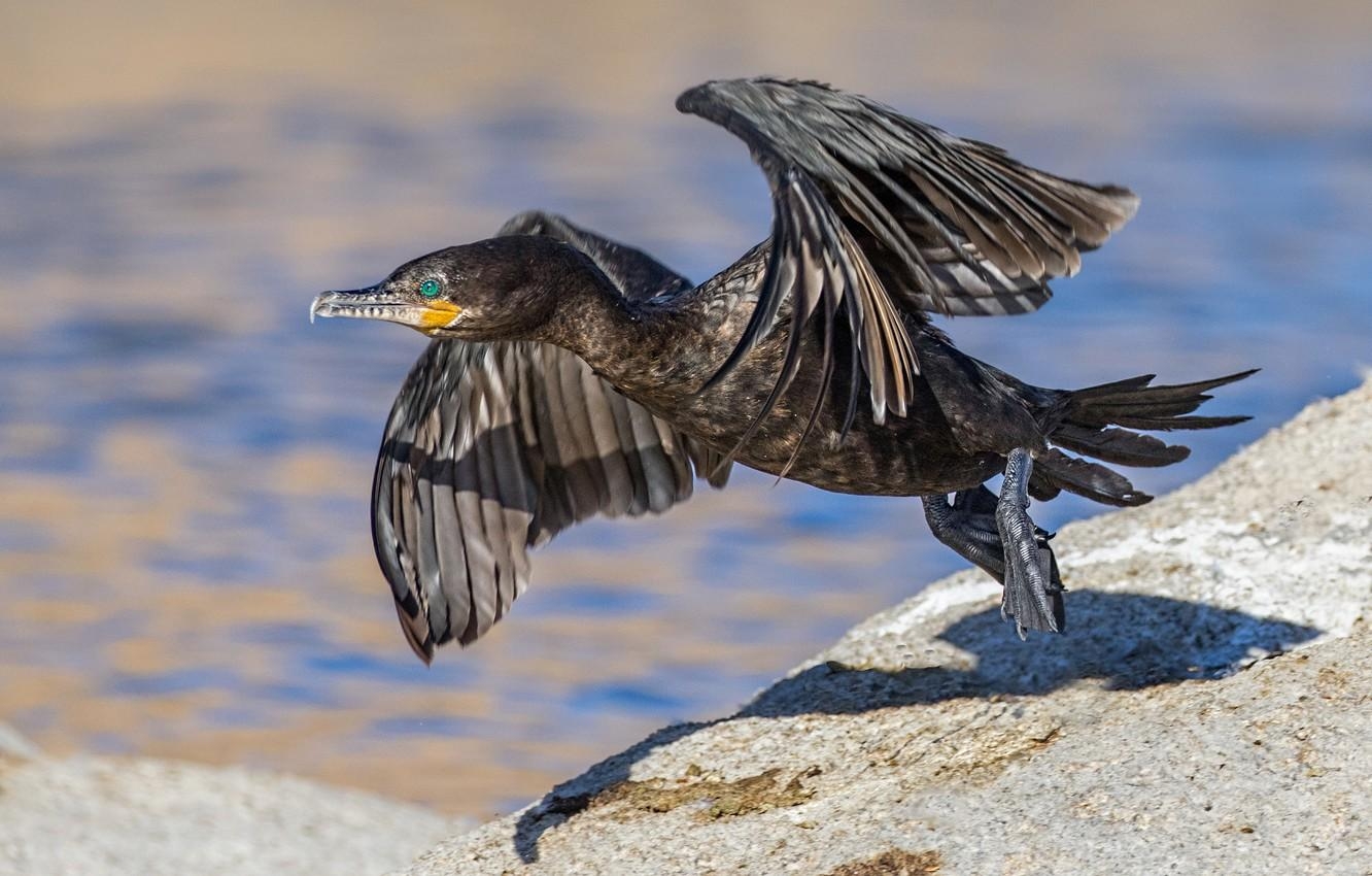 1340x850 Wallpaper bird, wings, beak, start, cormorant image, Desktop