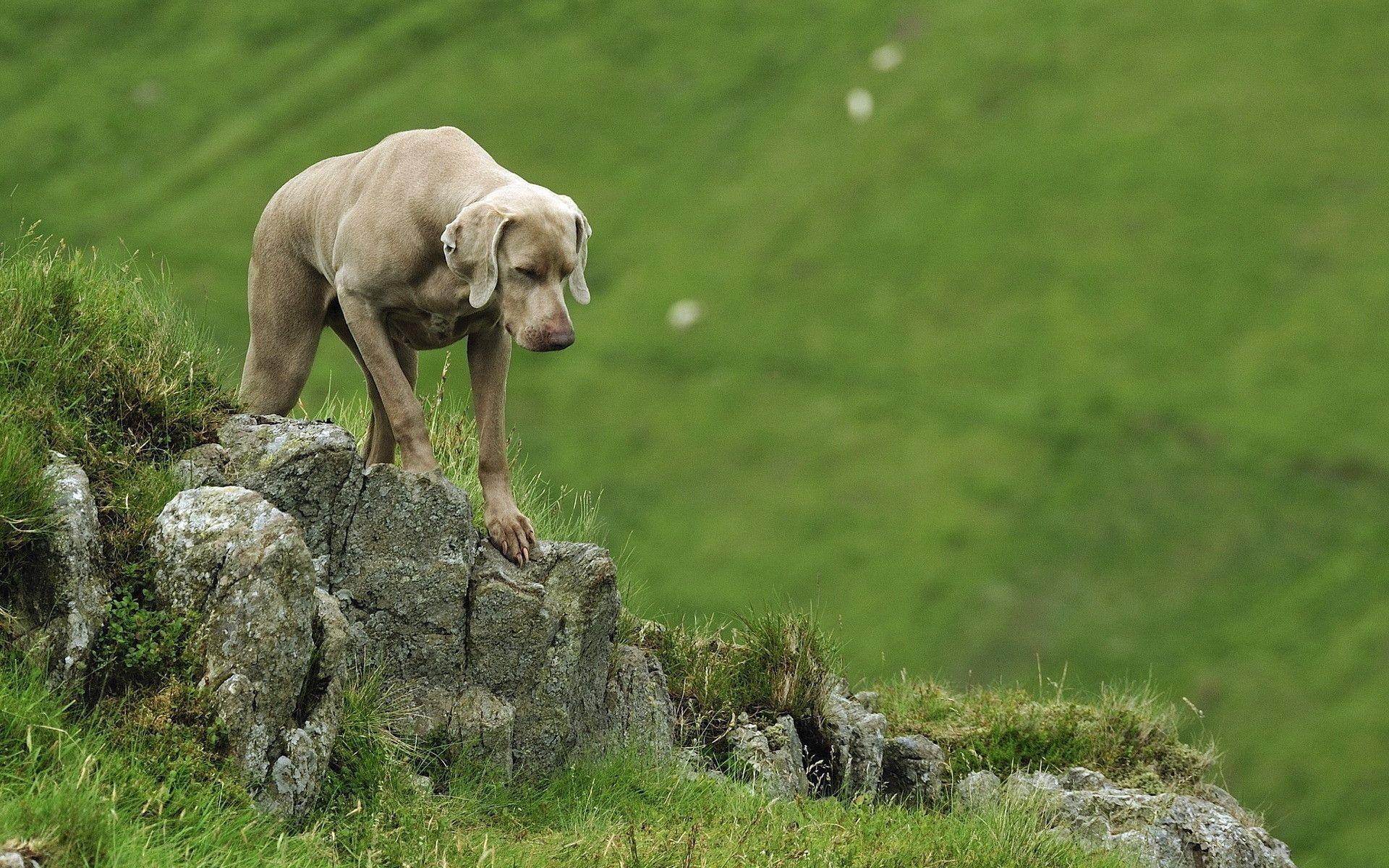 1920x1200 Weimaraner Wallpaper, Desktop