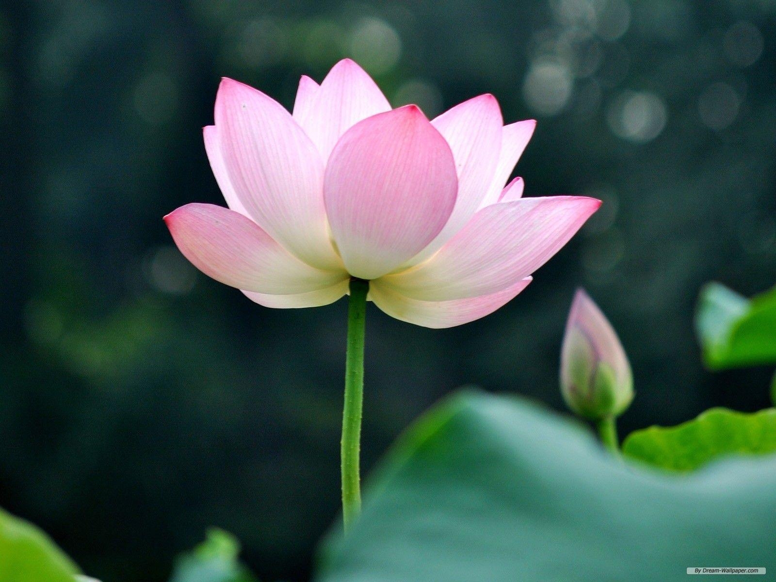 1600x1200 Lotus wallpaper flower flower wallpaper, Desktop