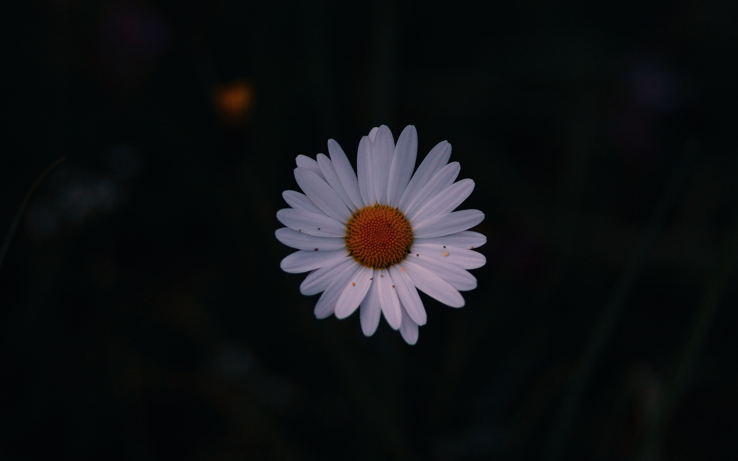 2560x1600 Download wallpaper  daisy, field flower, dark background, Desktop