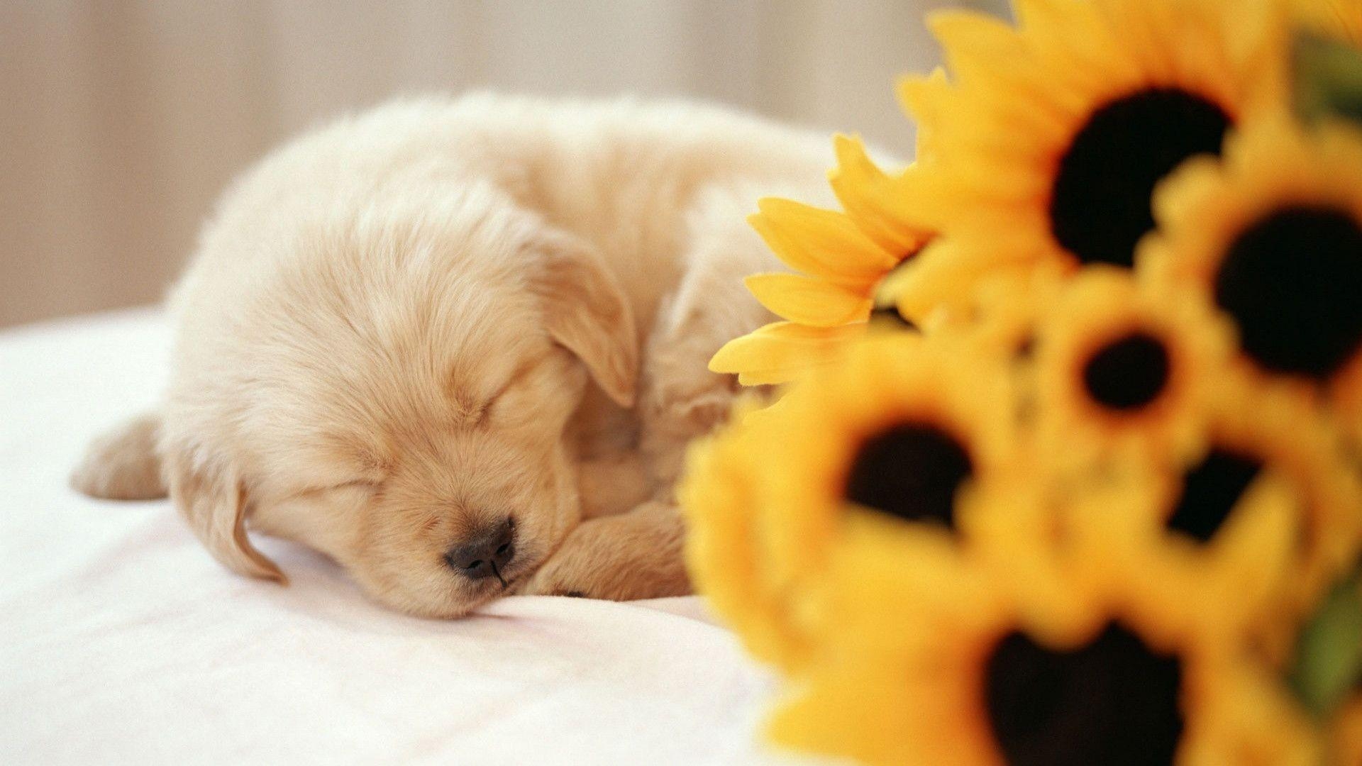 1920x1080 Sleeping Puppy wallpaper, Desktop