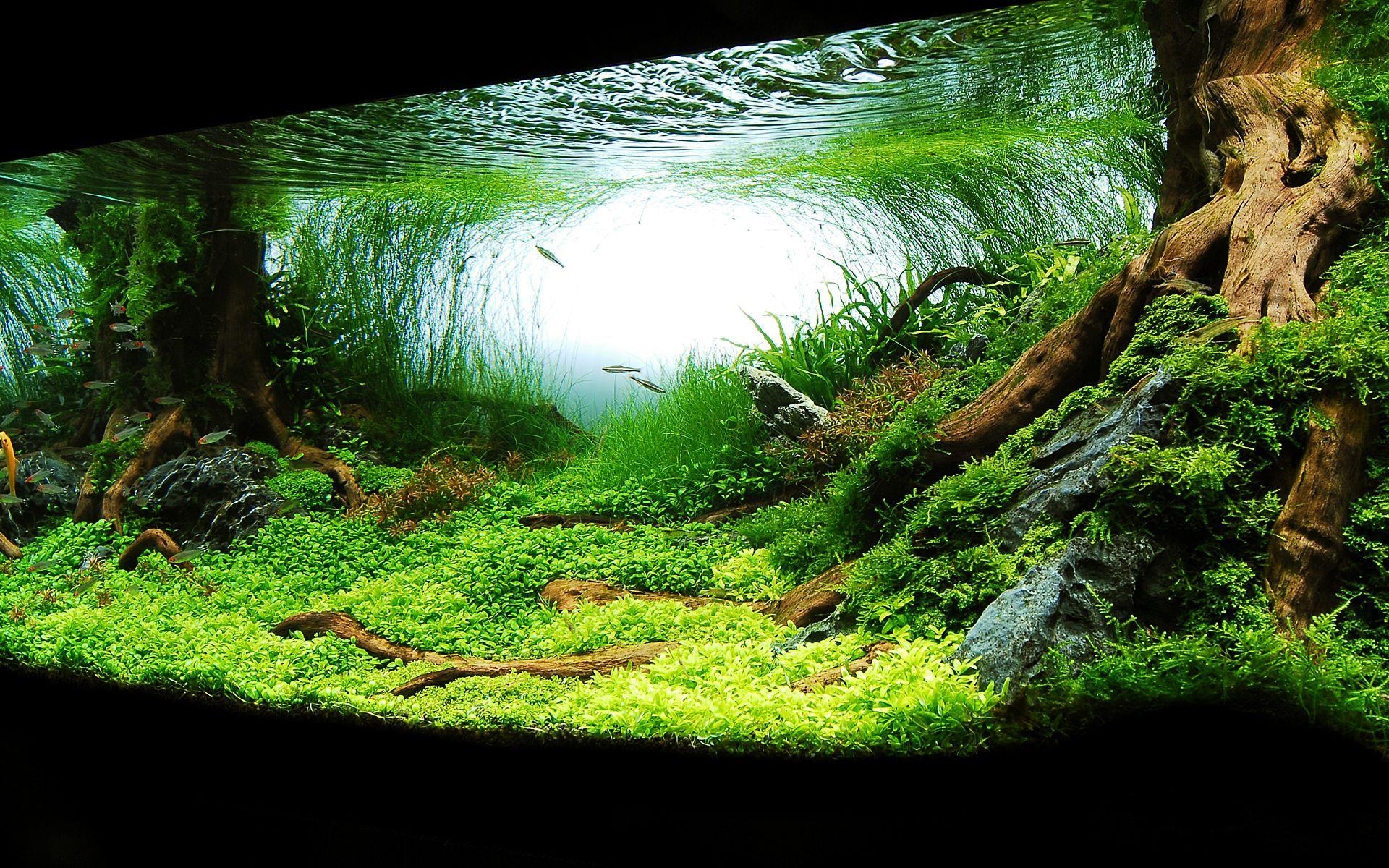 1920x1200 Aquarium landscape, Aquascape aquarium, Desktop