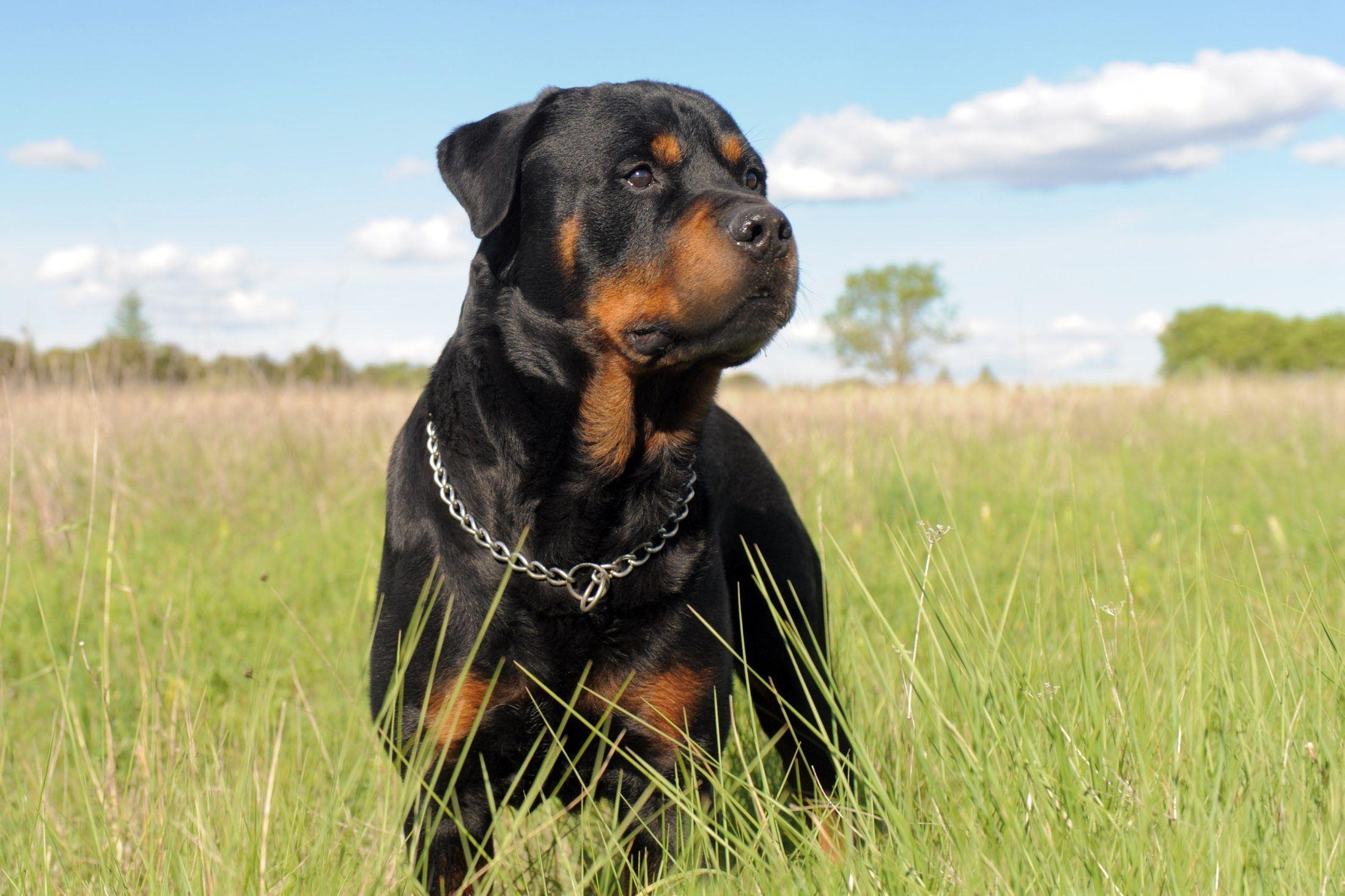 2200x1470 Rottweiler Dog Image. Rottweiler Dog Desktop Wallpaper. Cool, Desktop