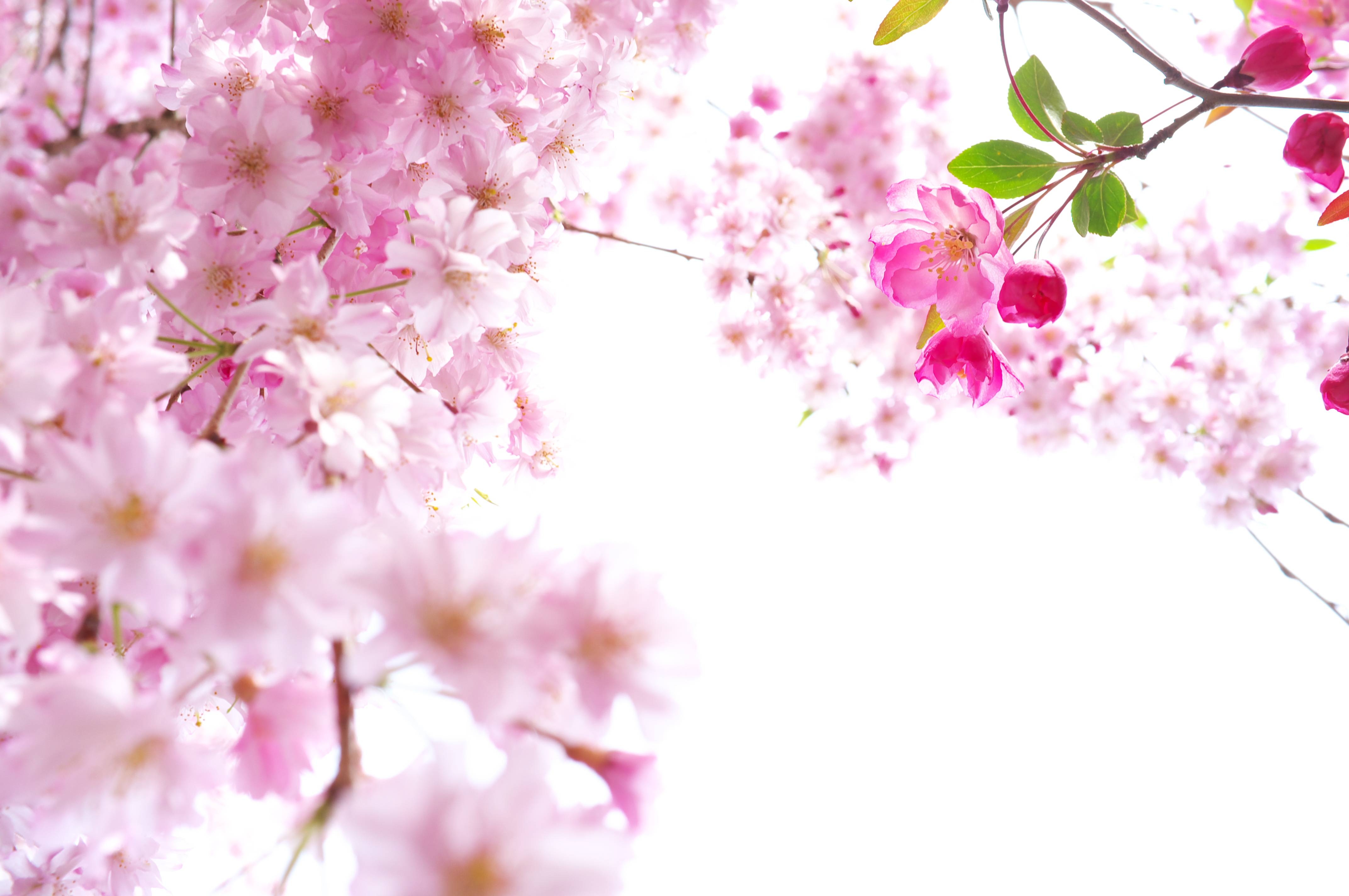 4290x2850 Beautiful Sakura Wallpaper HD. Paravu.com, Desktop