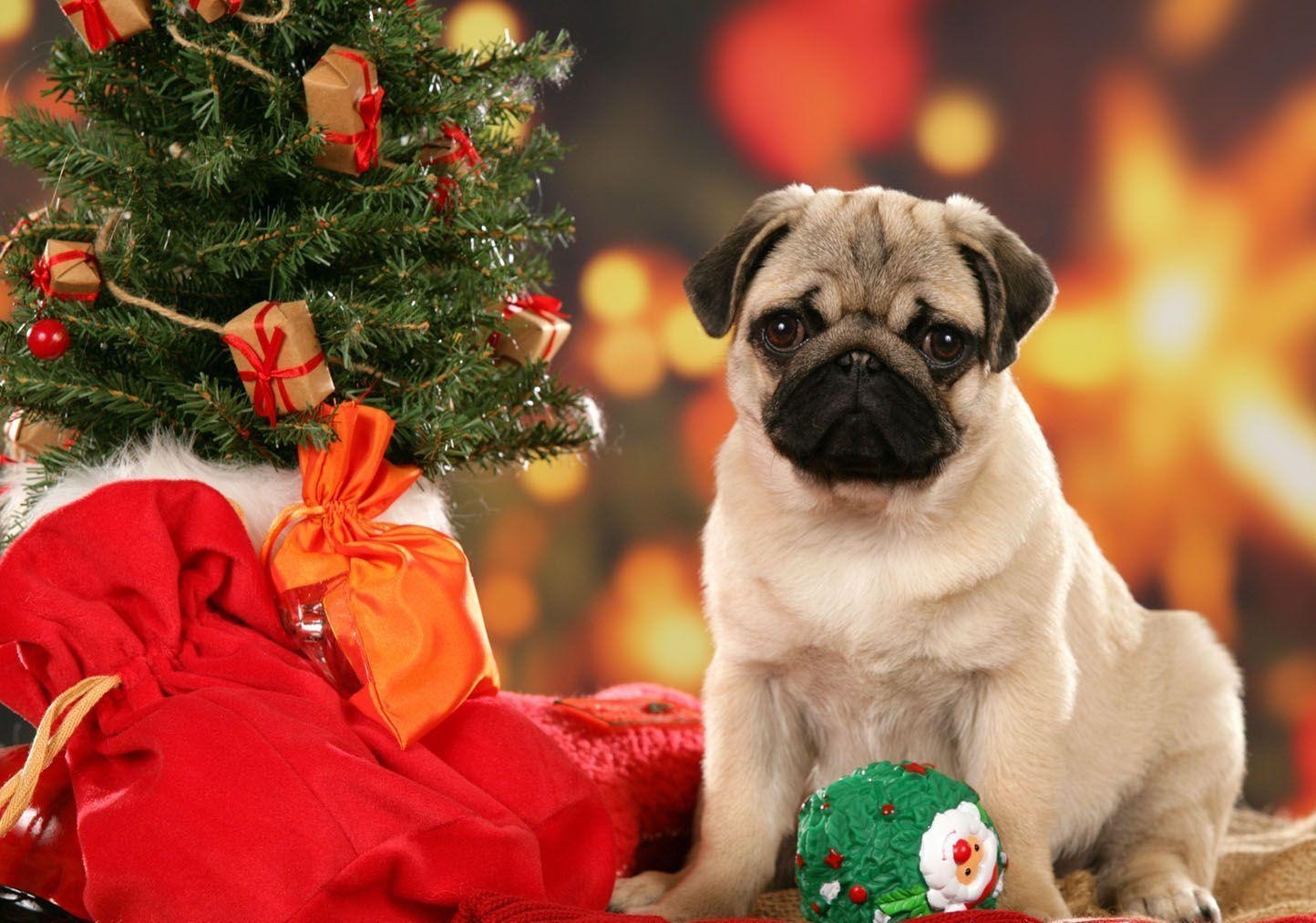 1450x1020 Christmas Pug Wallpaper 25 Dog Wallpaper The Dog, Desktop