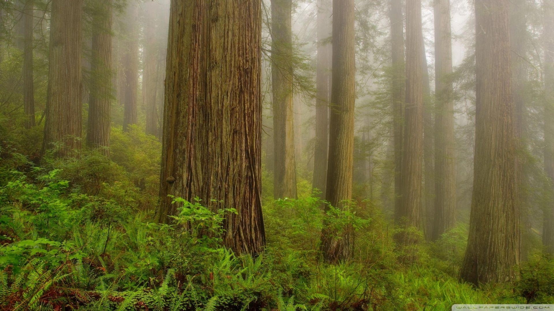 1920x1080 Redwoods Wallpaper, Desktop