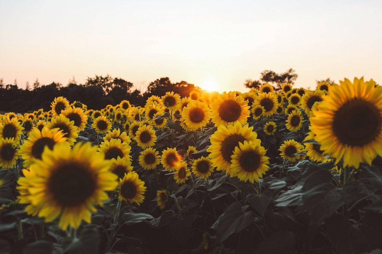 1280x860 Download Sunflower Background Aesthetic Laptop, Desktop