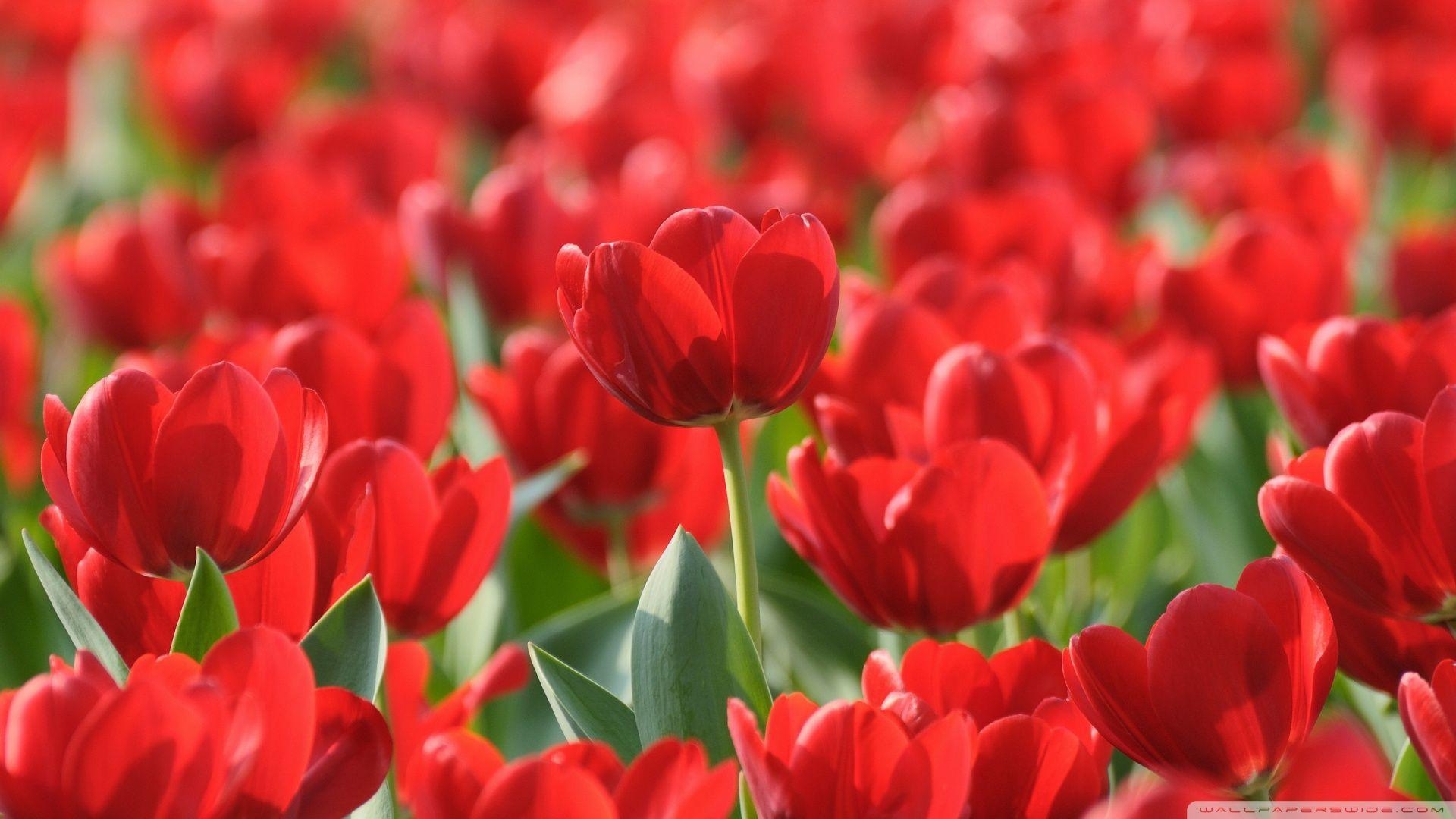 1920x1080 Download Red Tulips Wallpaper  #, Desktop