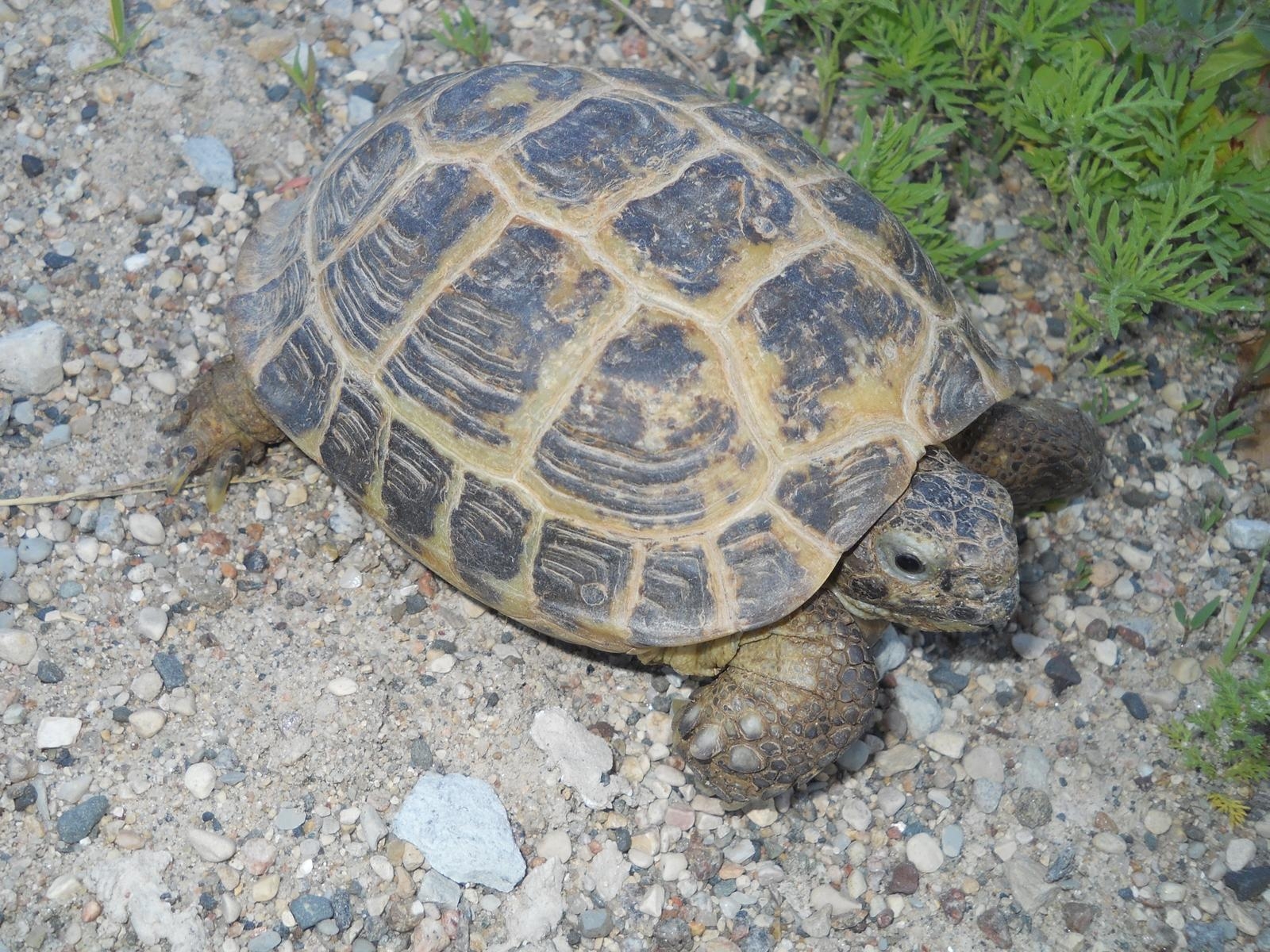 1600x1200 Russian Tortoise Wallpaper HD Download, Desktop