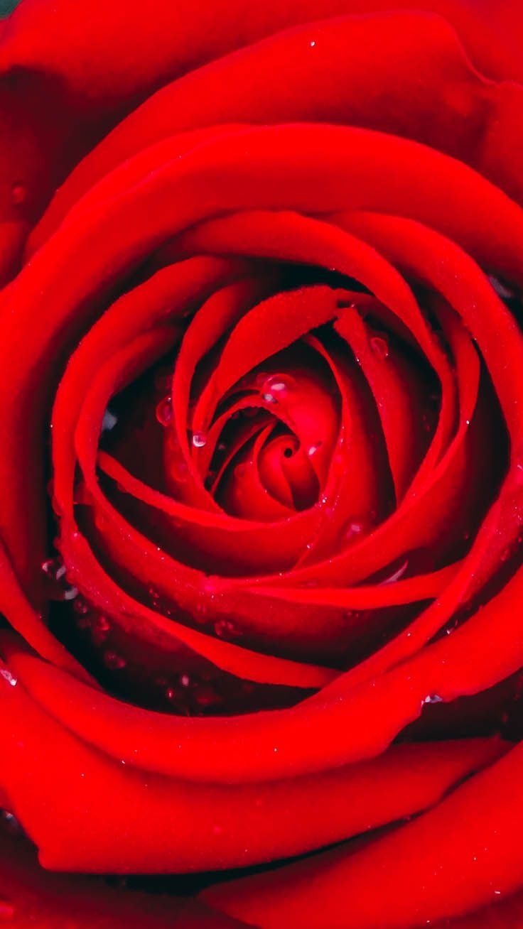 740x1310 Romantic Roses iPhone X Wallpaper, Phone