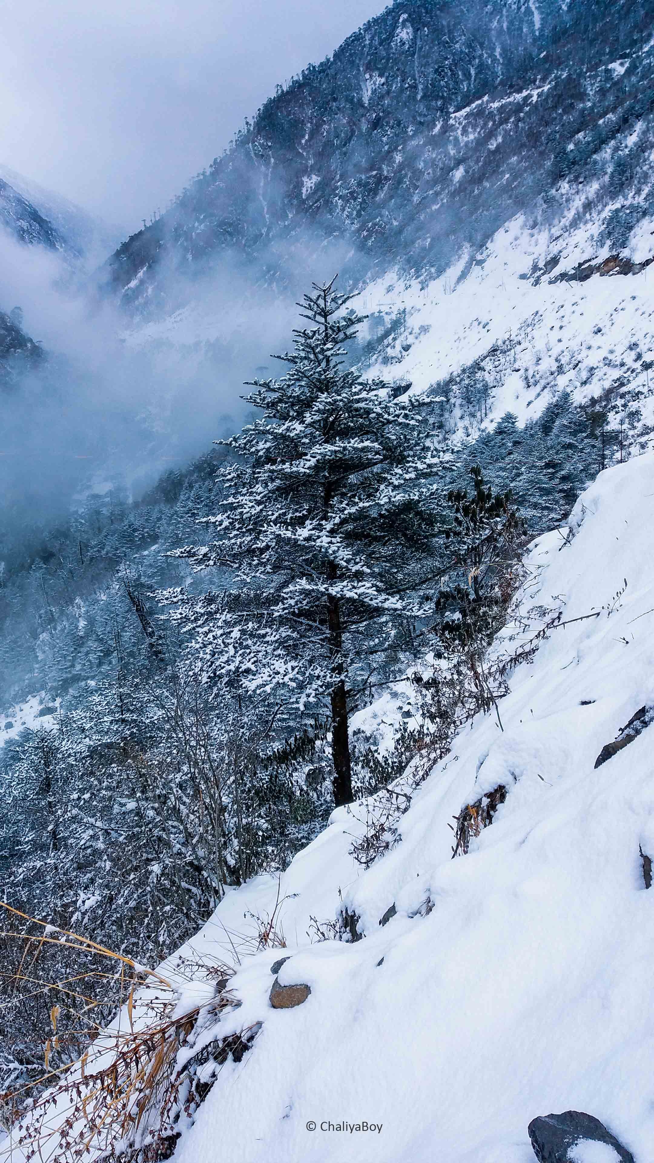 2160x3840 Pine Tree Winter Snow Hills 4K Ultra HD Mobile Wallpaper, Phone