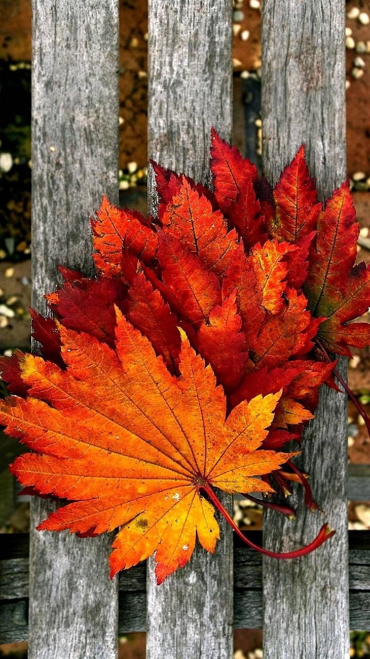 720x1280 Download Autumn leaves Wallpaper by.com, Phone