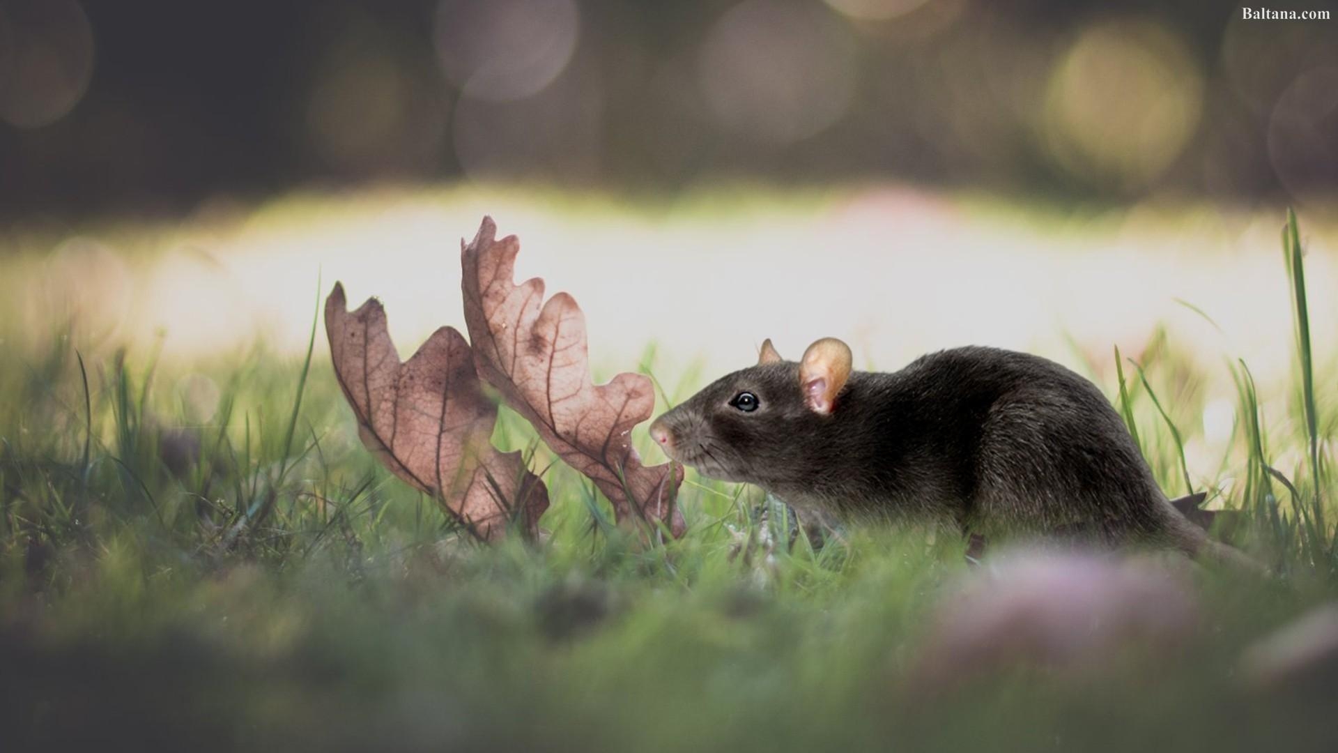 1920x1080 Rat Mouse HD Wallpaper 31780, Desktop