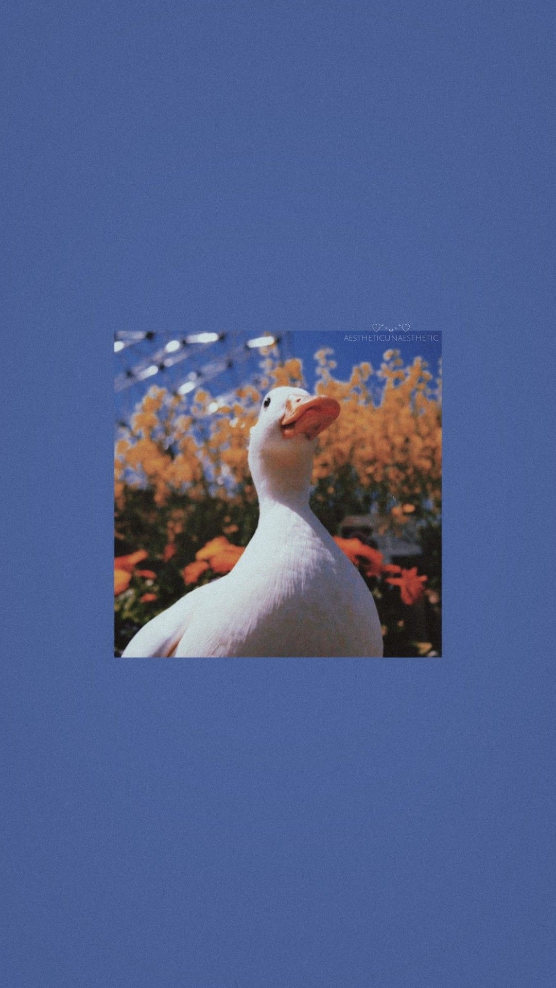 1080x1920 Duck lockscreen Tumblr posts, Phone