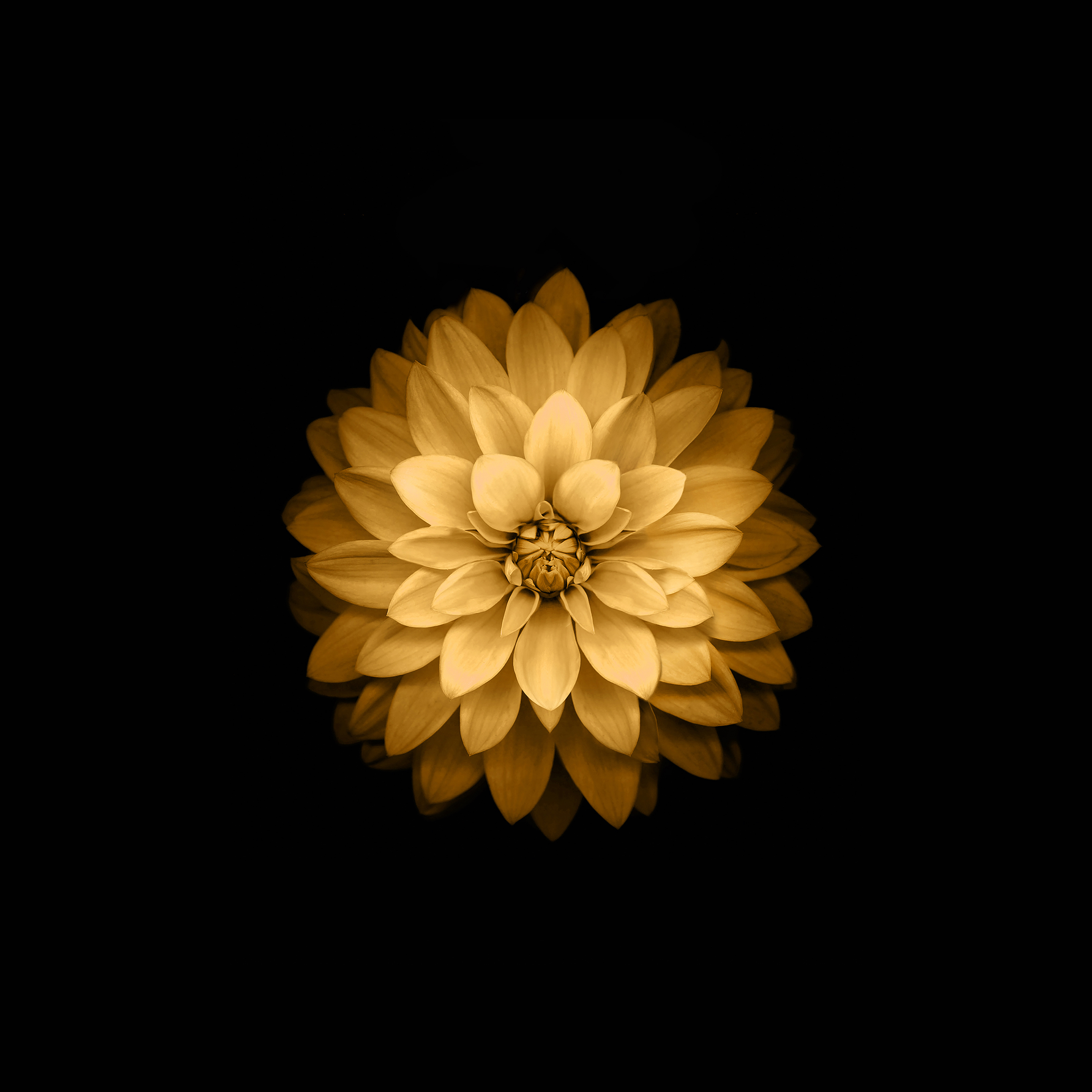 2740x2740 Apple Yellow Lotus Iphone6 Plus Ios8 Flower Wallpaper, Phone