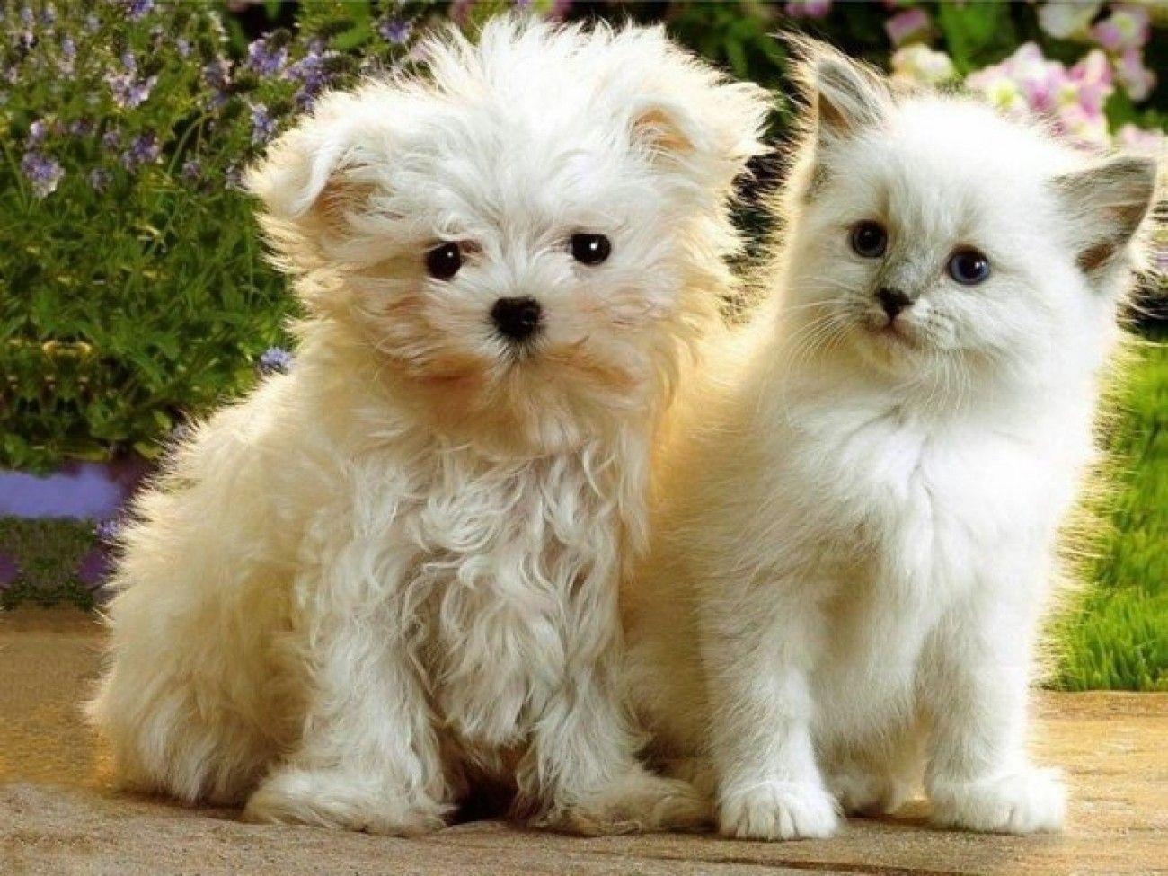 1300x980 Adorable Puppies And Kittens Image & Picture, Desktop