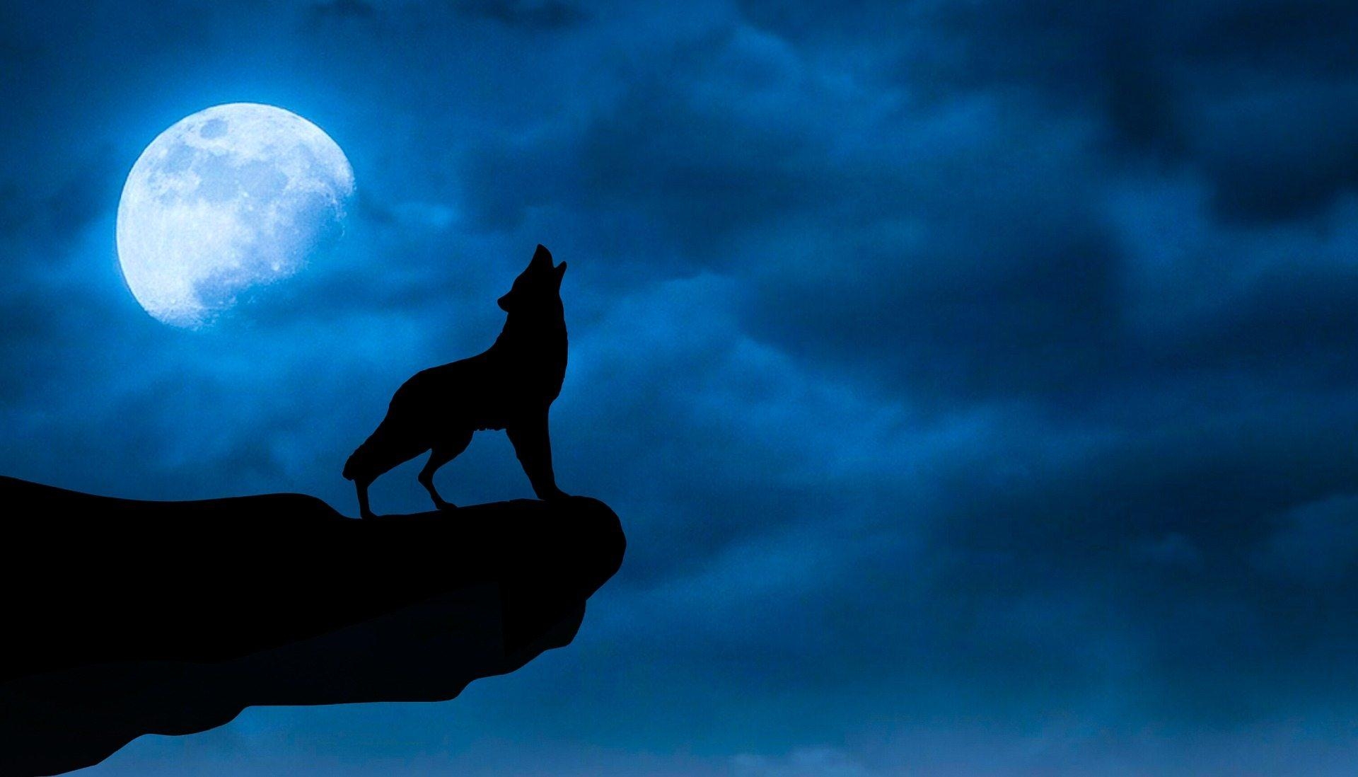 1920x1100 Black Wolf Wallpaper Free HD Download, Desktop