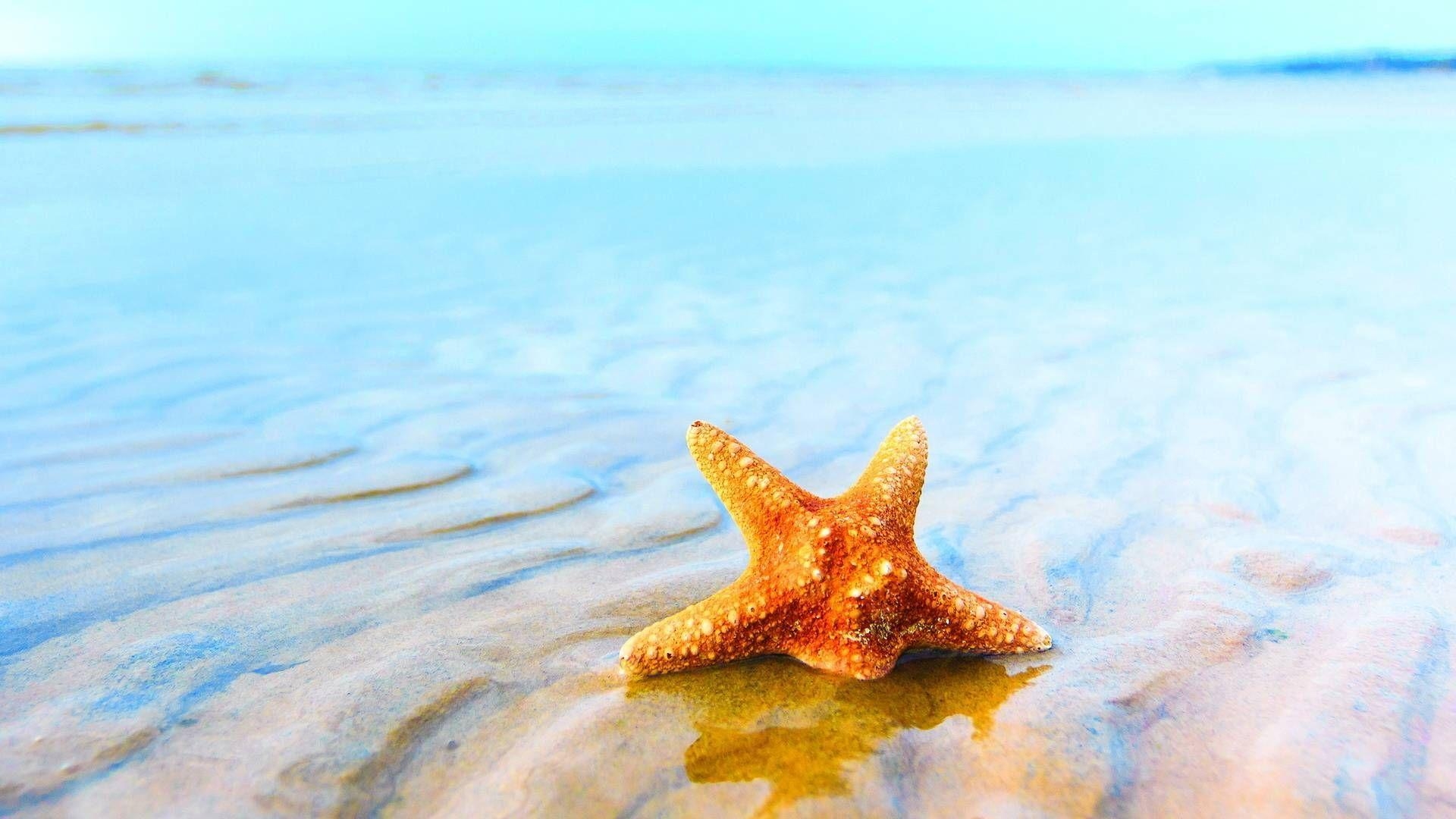 1920x1080 Starfish Wallpaper 55. Free HD Wallpaper Desktop, Desktop