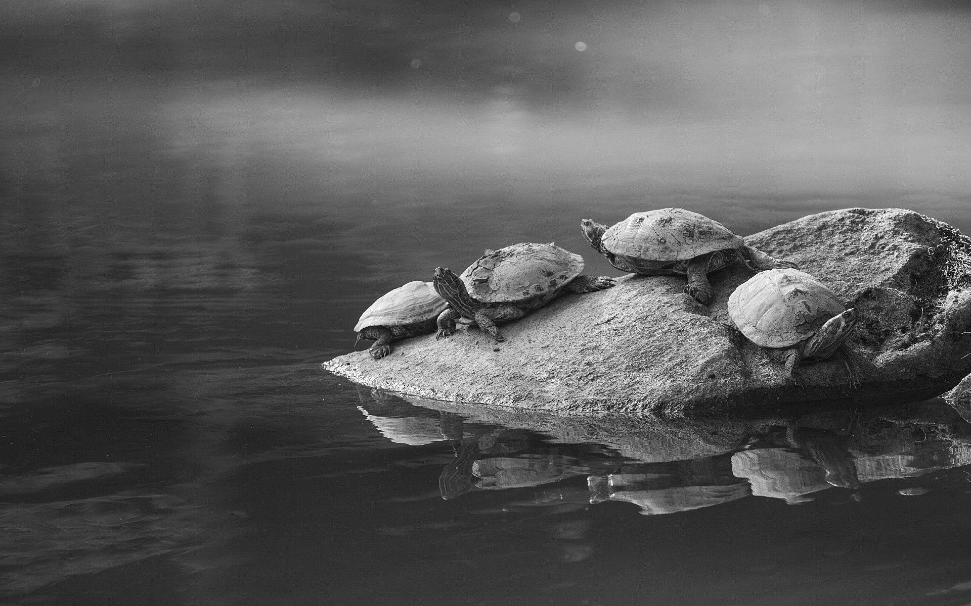 1920x1200 HD Tortoise Wallpaper. Tortoise Best Picture Collection, Desktop