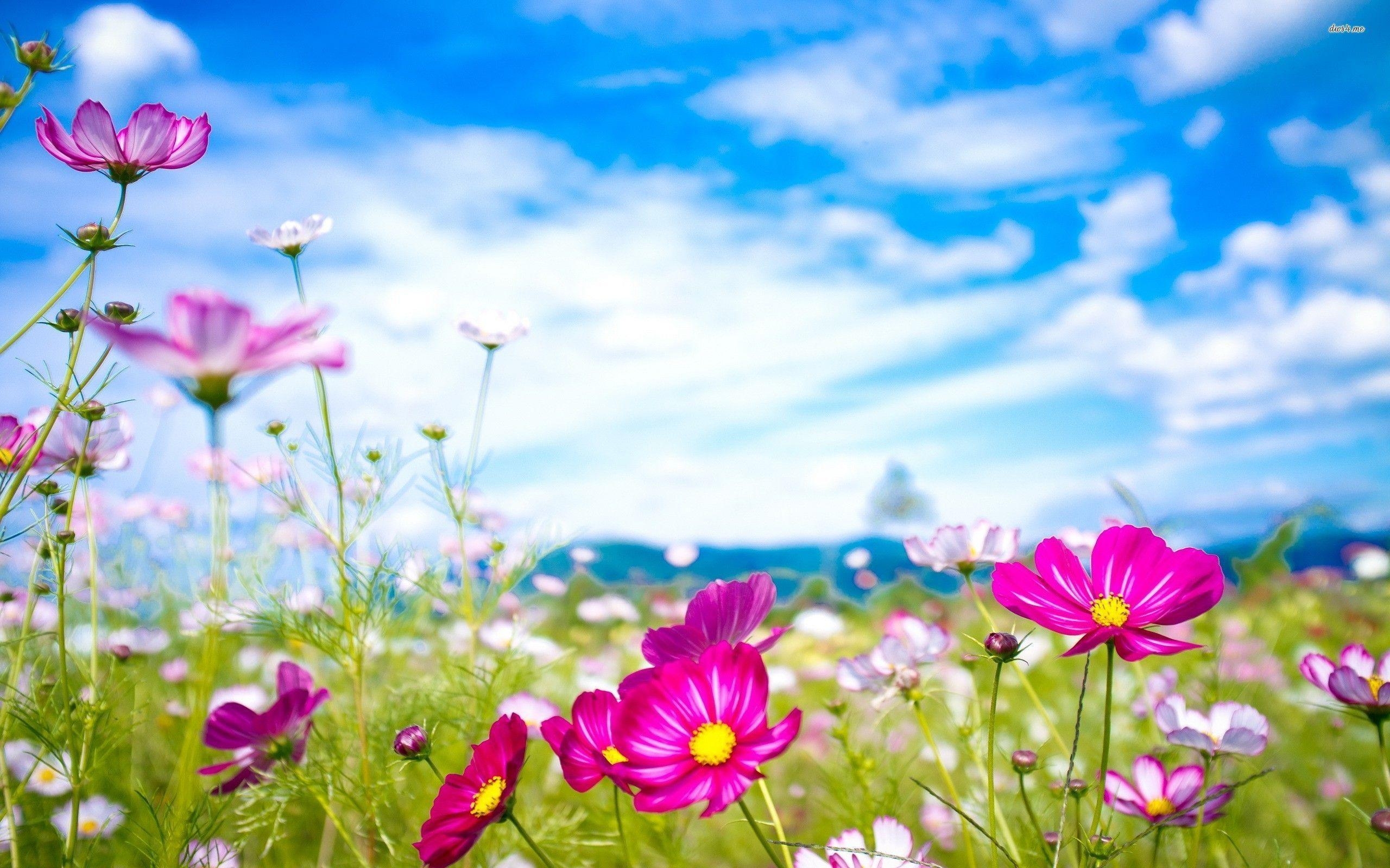 2560x1600 Colorful Flowers Wallpaper Full HD, Desktop