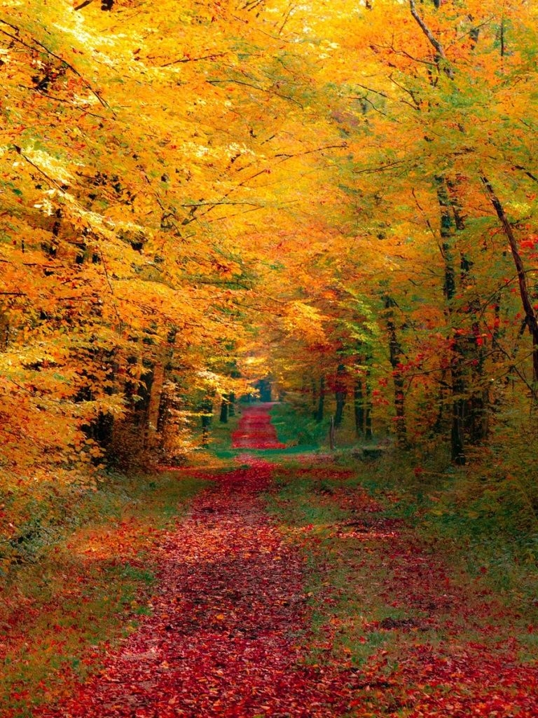 770x1030 Autumn Wallpaper for iPad, Phone