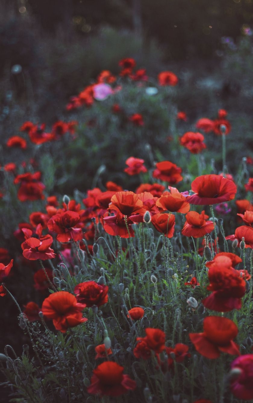 840x1340 Download  wallpaper poppies, flower field, meadow, spring, Phone