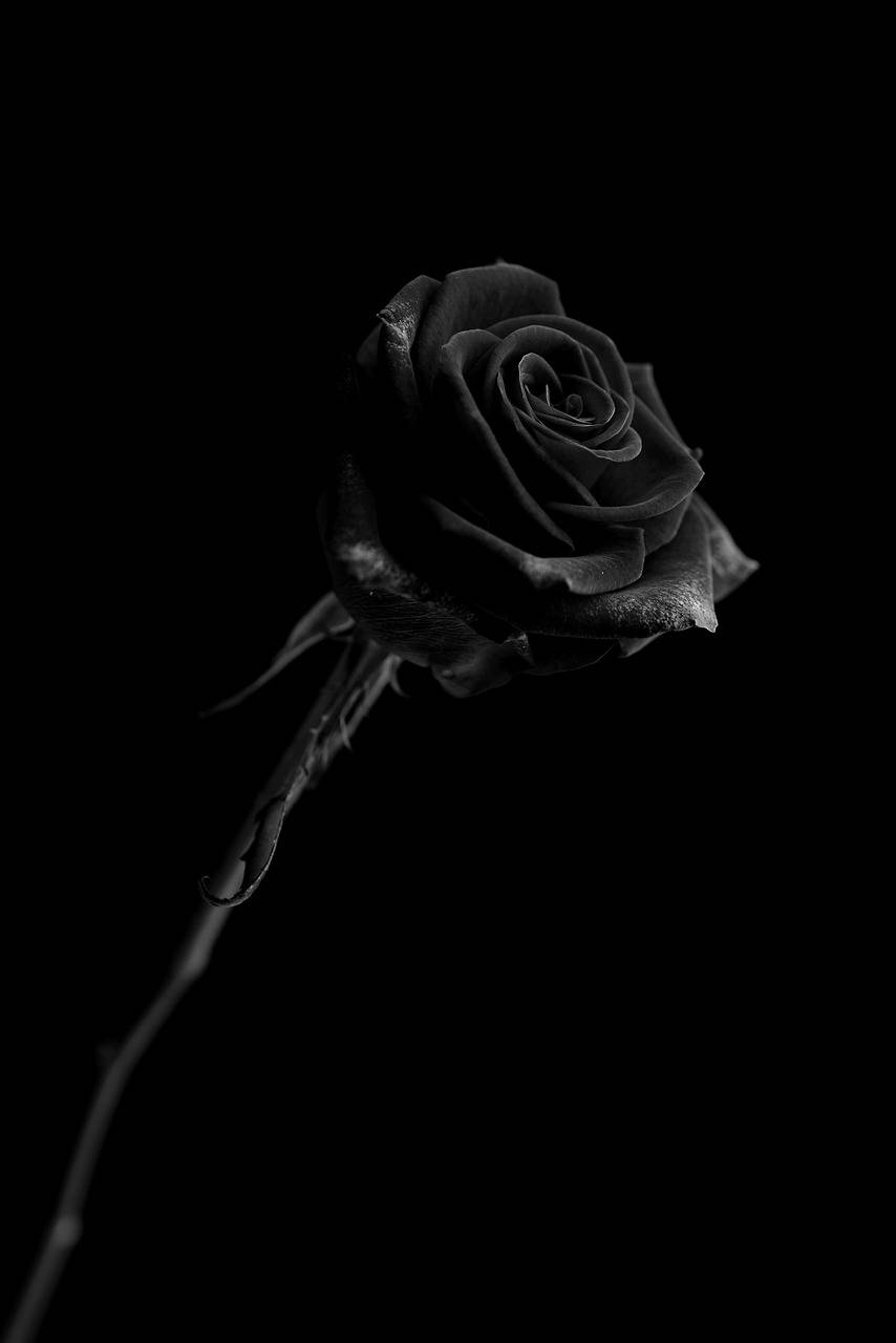 860x1280 Black Rose iPhone Wallpaper Full HD, 4K Free to Use, Phone