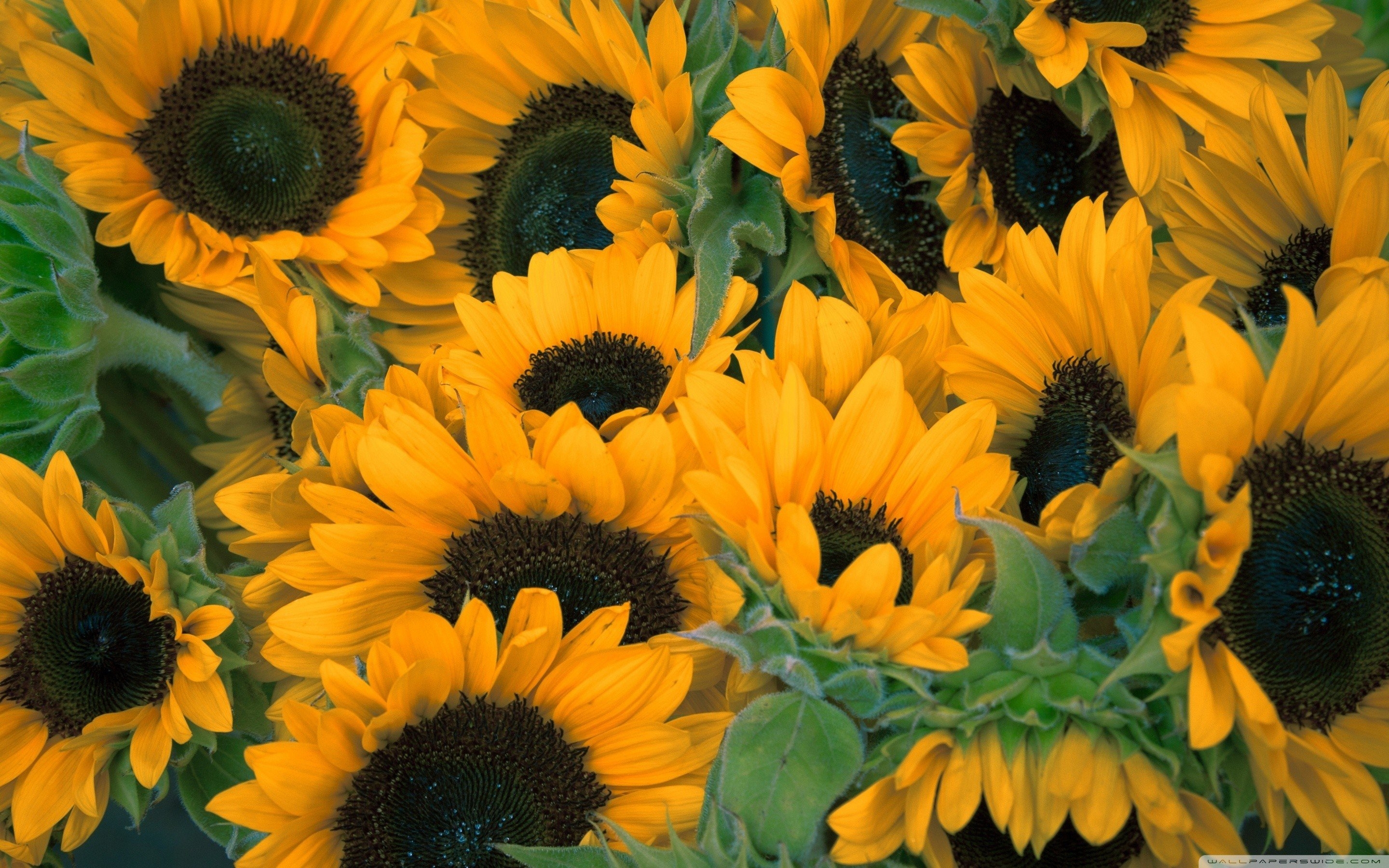 2880x1800 Sunflowers Wallpaper, Desktop