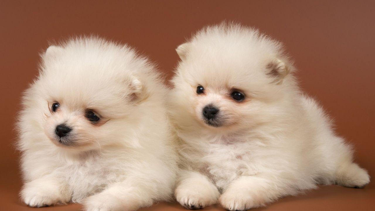 1280x720 Best 6 HD Chow Chow Puppies Wallpaper. Chow. Chow, Desktop