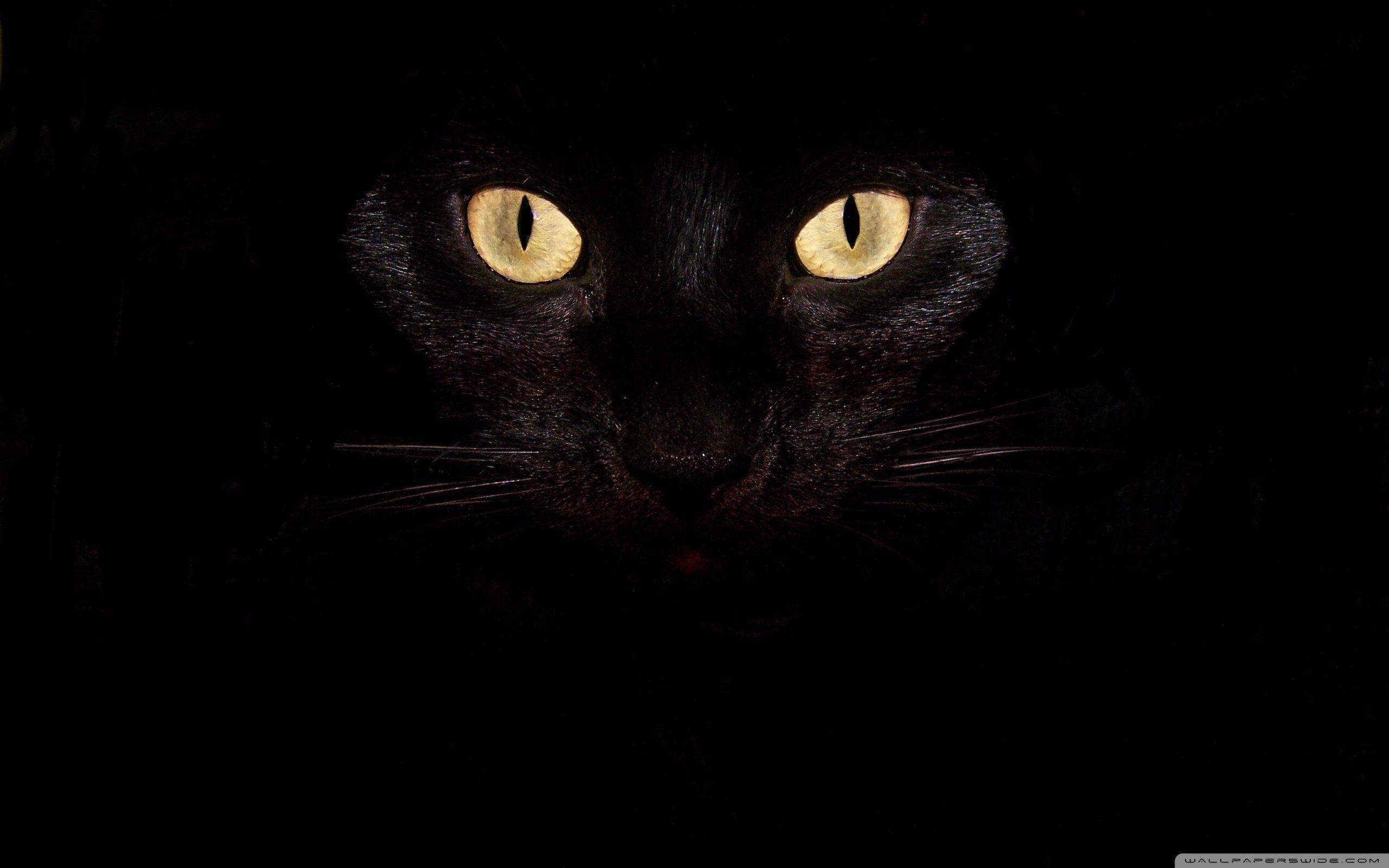 2560x1600 Black Cat Eyes Wallpaper, Desktop